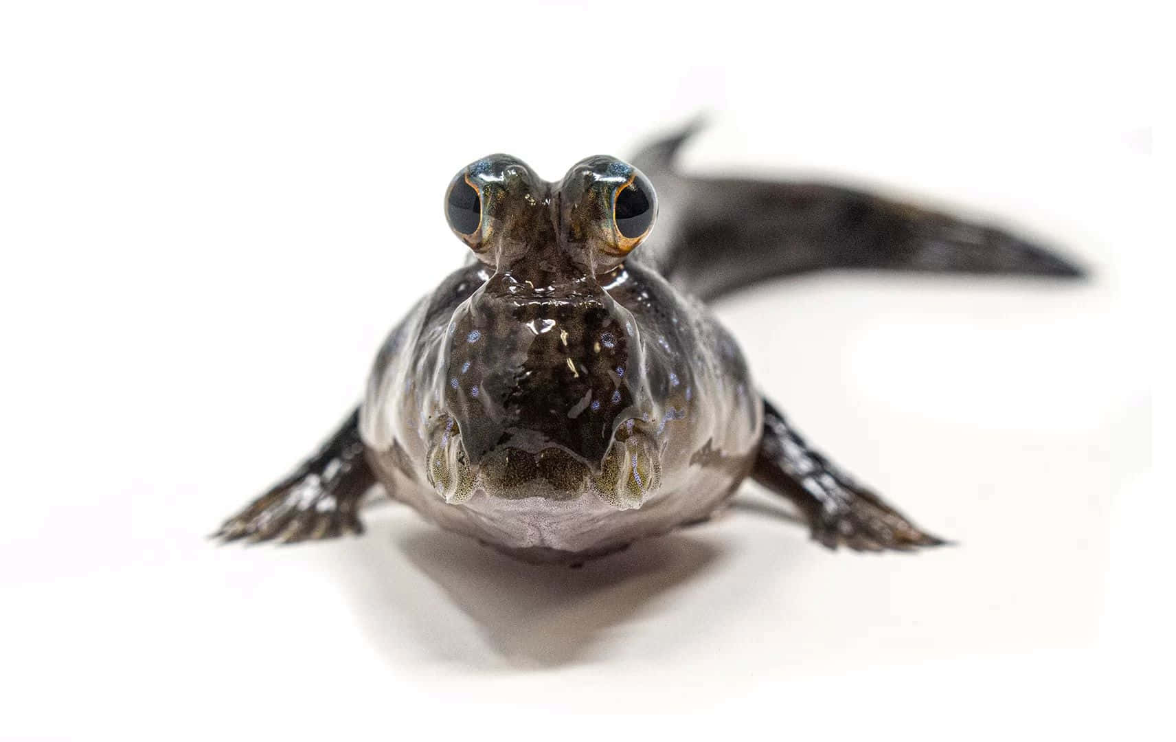 Mudskipper, dark mottled, bulging eyes, HD Desktop Wallpaper