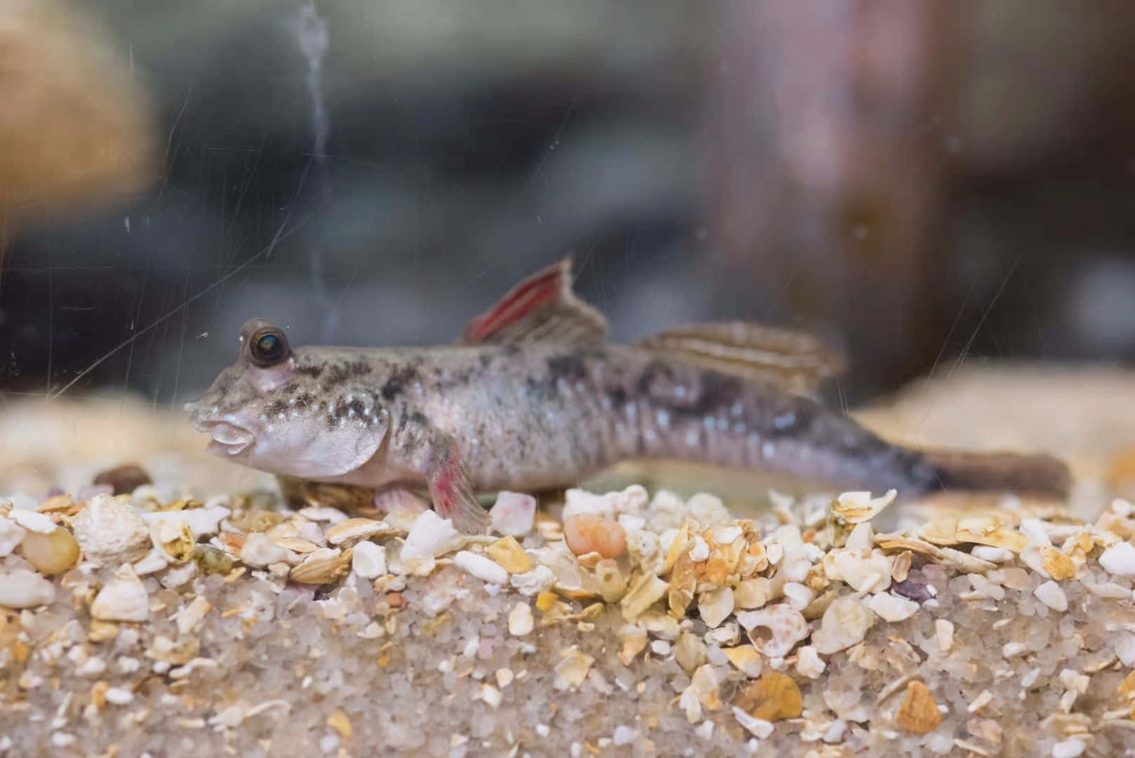 Mudskipper, sandy shore, mixed sand and shell fragments, HD Desktop Wallpaper