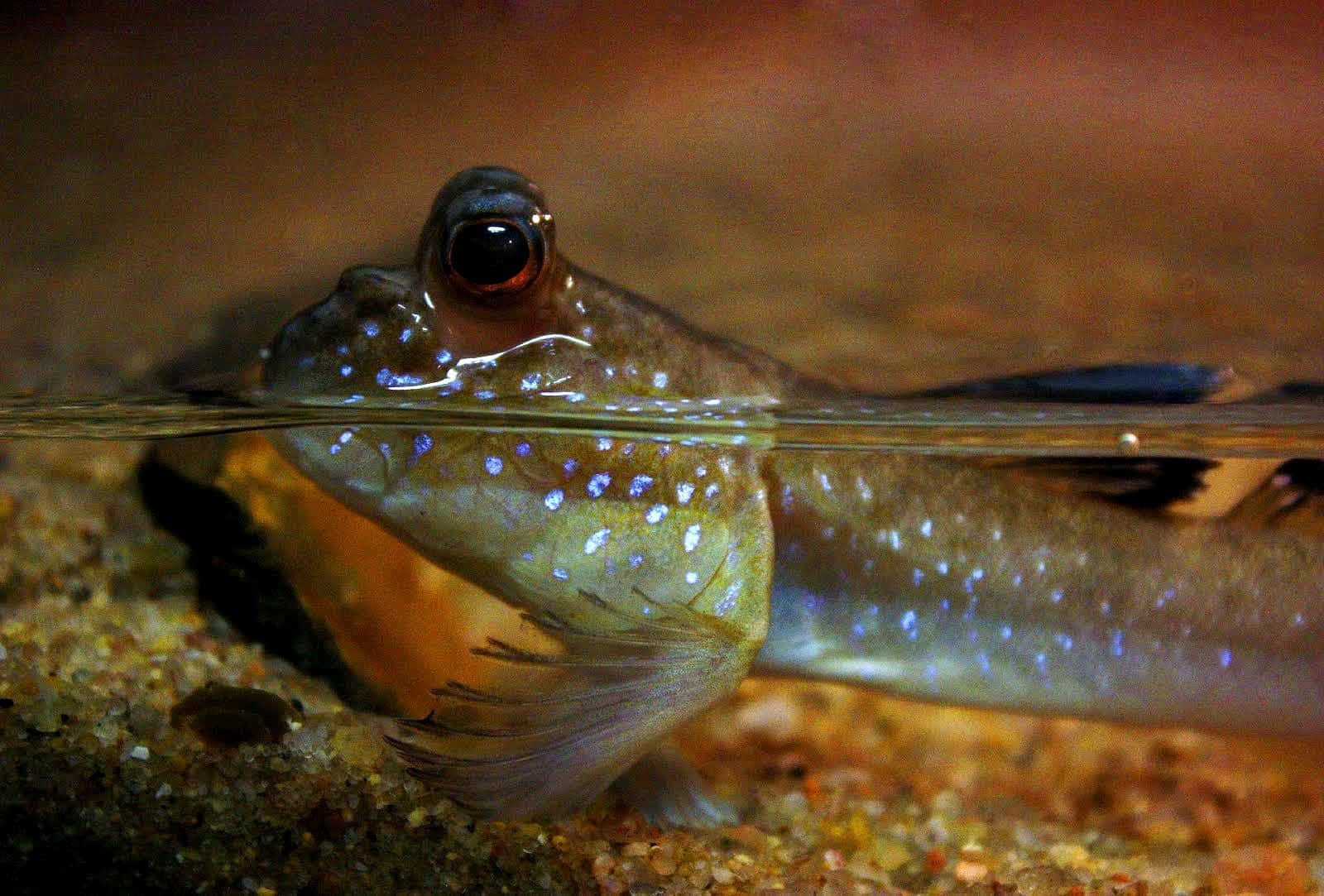 mudskipper, blue-spotted, shallow water, HD Desktop Wallpaper