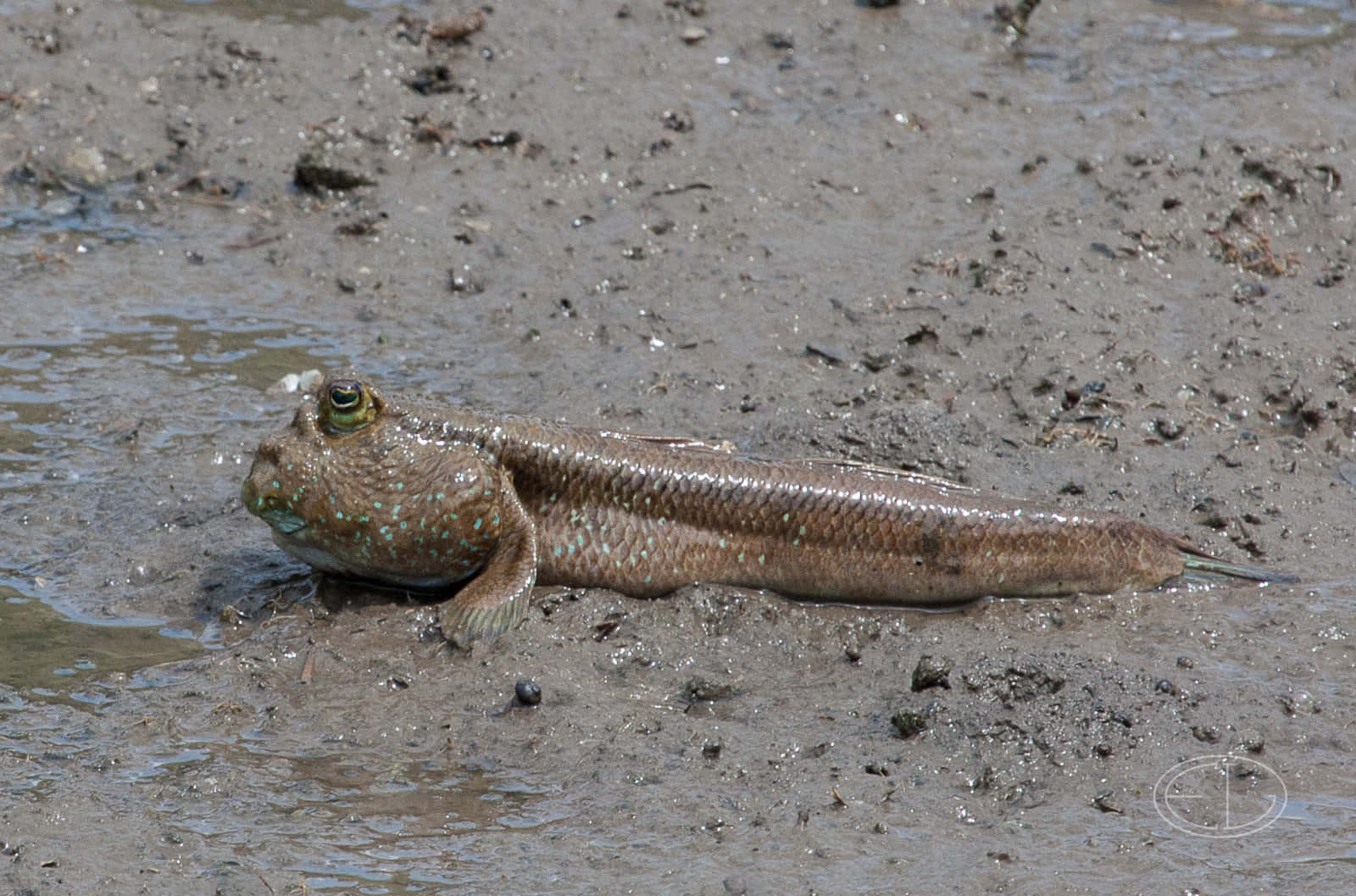 Mudskipper, muddy shore, wet muddy ground, HD Desktop Wallpaper