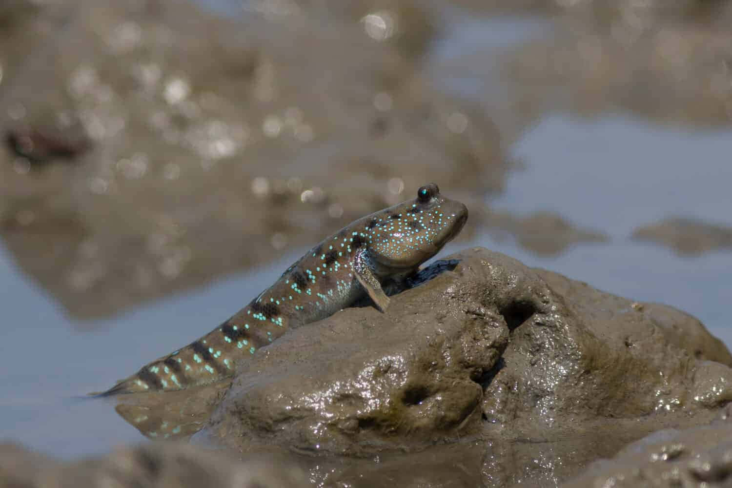 Mudskipper, iridescent blue spots, wet muddy rock, HD Desktop Wallpaper