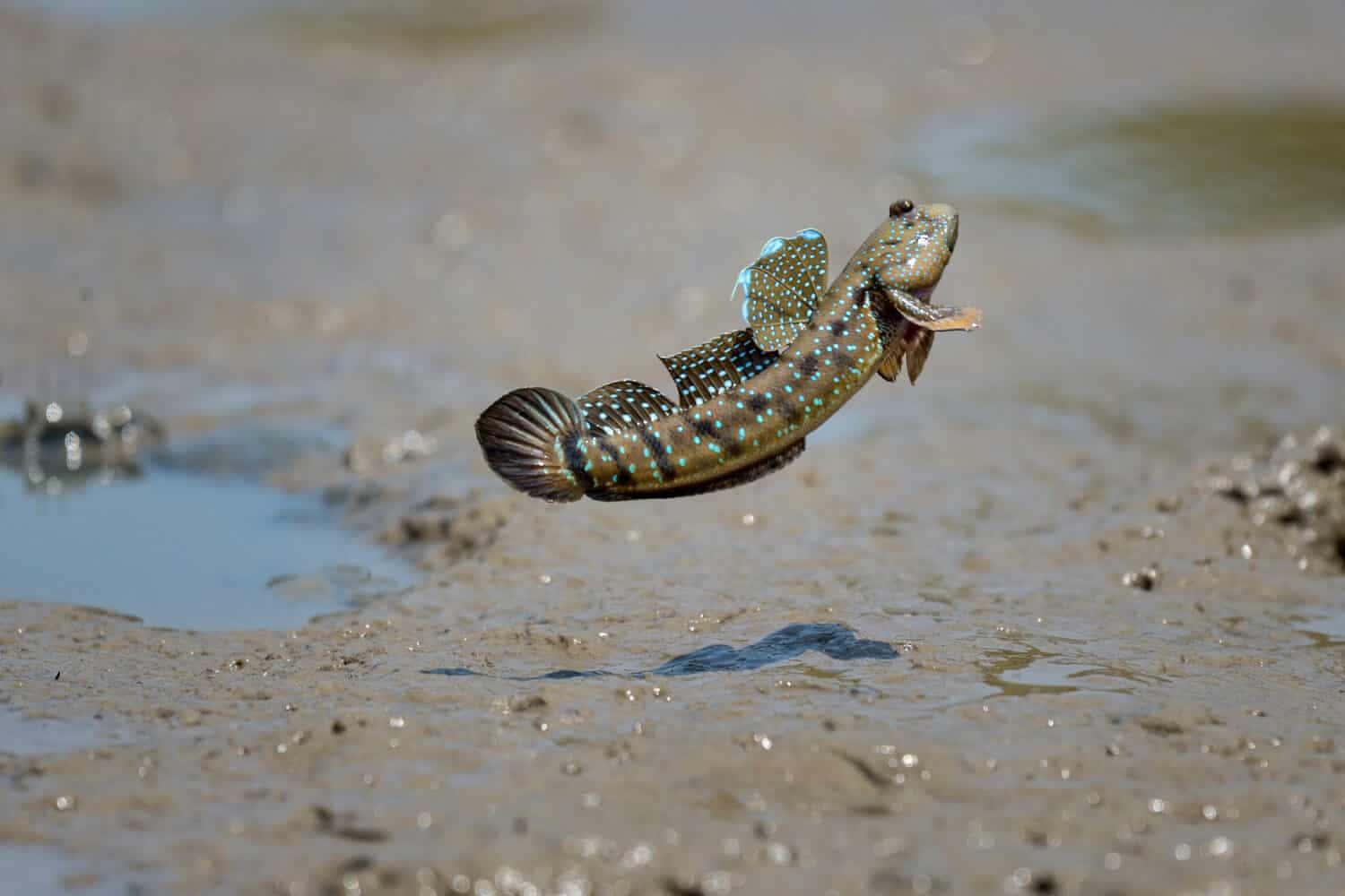 Mudskipper, blue-spotted, mudflats, HD Desktop Wallpaper