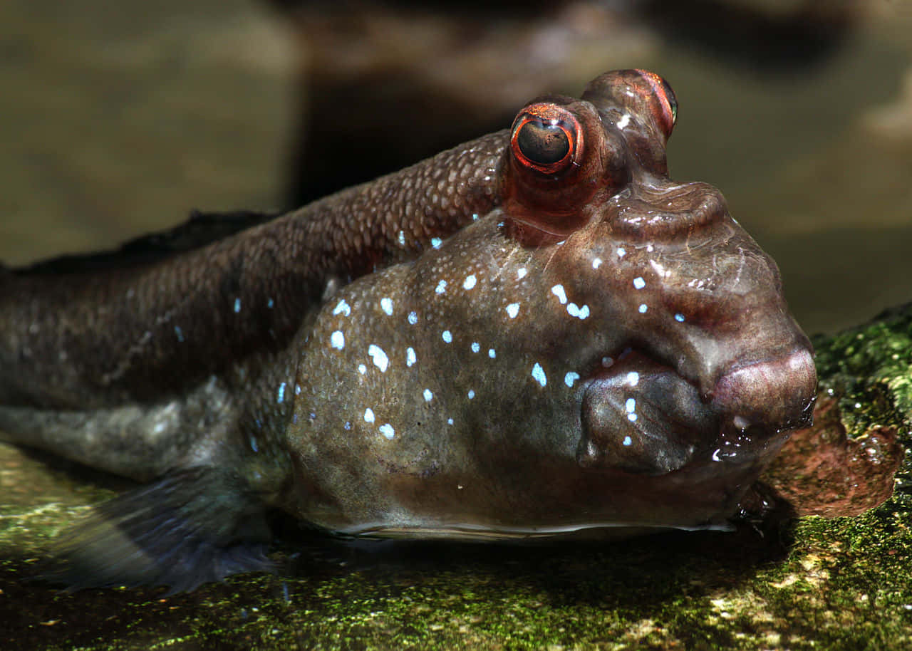 Mudskipper, mossy rock, red-rimmed eyes, HD Desktop Wallpaper