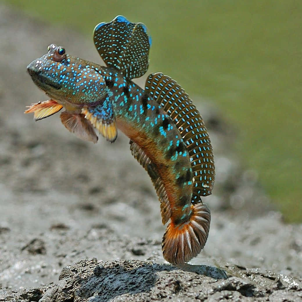 Mudskipper, vibrant blue spotted, leaps midair, SD Desktop Wallpaper