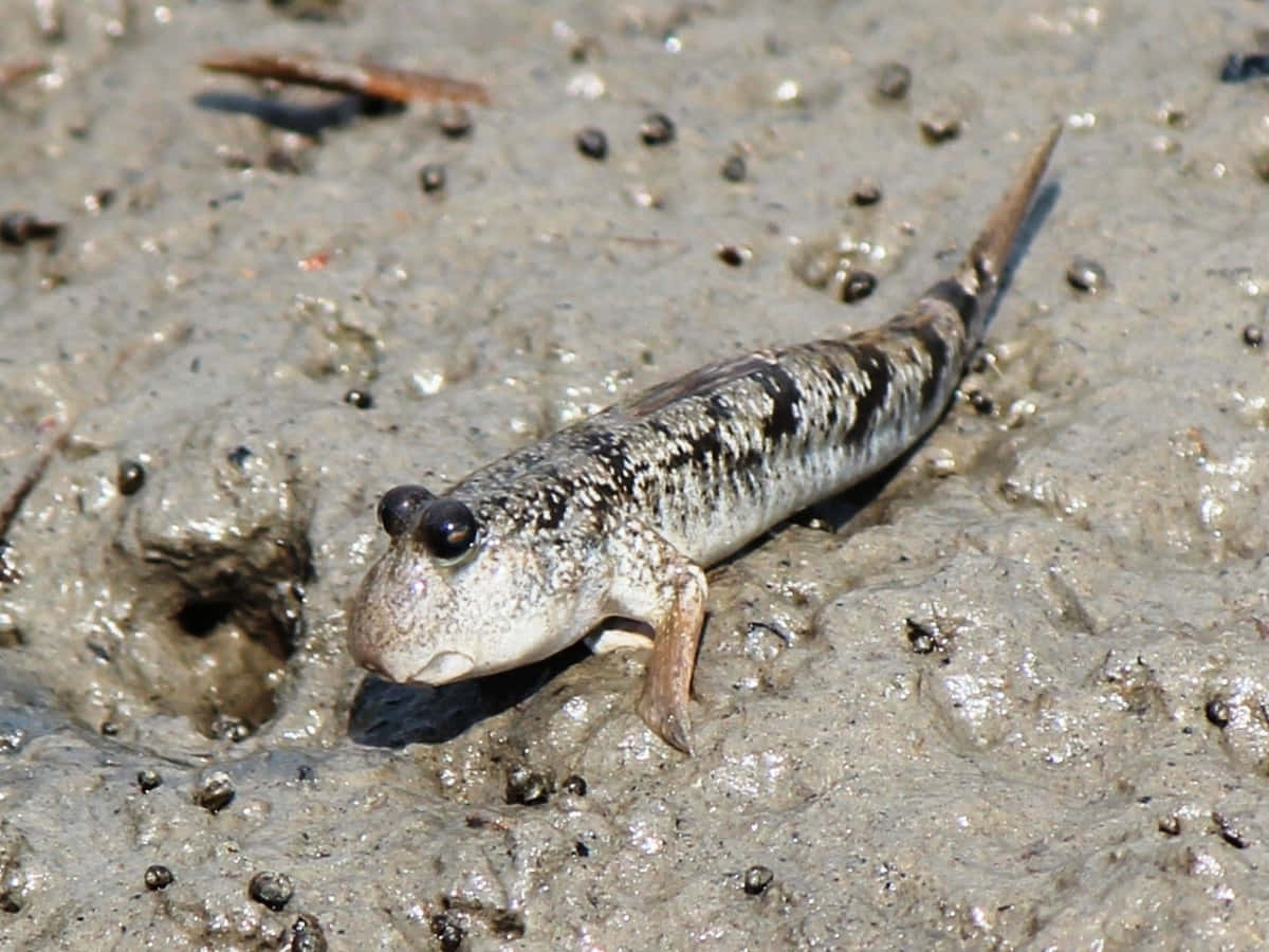 Mudskipper, muddy shore, wet muddy ground, SD Desktop Wallpaper