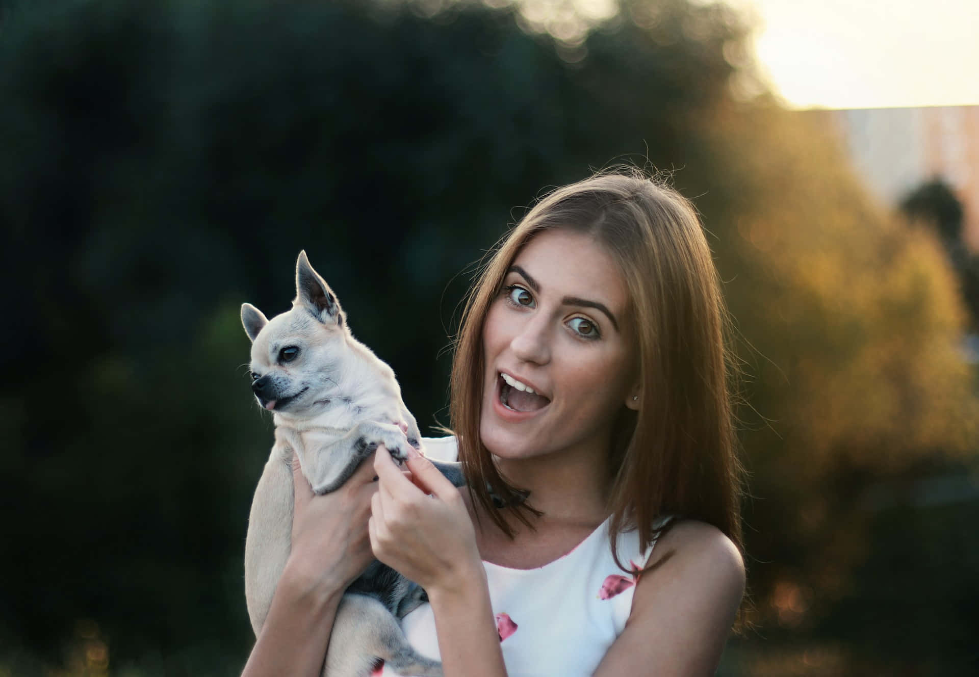 Woman, Small white chihuahua, Golden sunset, Full HD Desktop Wallpaper