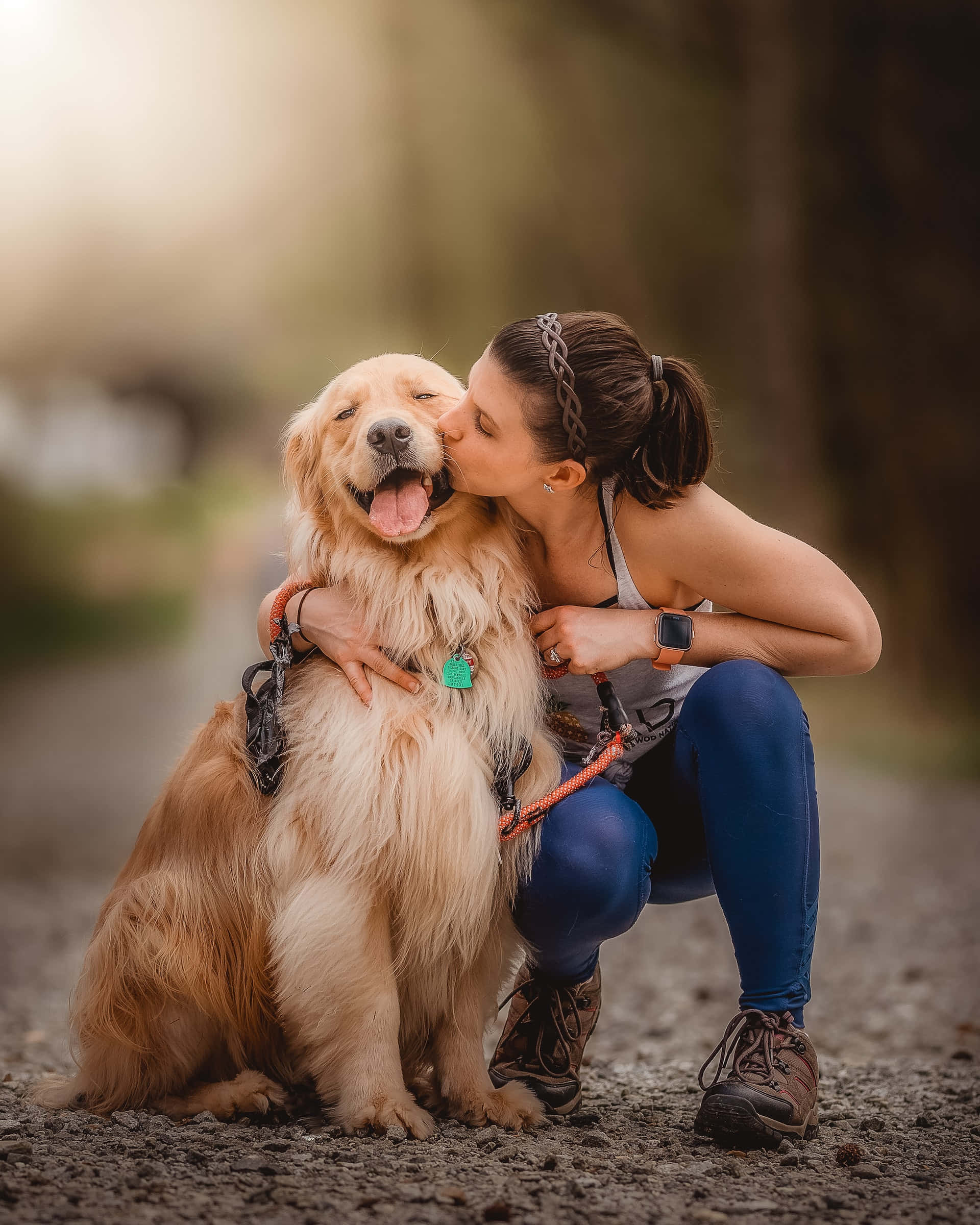 golden retriever, gravel path, sunlit forest, Full HD Phone Wallpaper