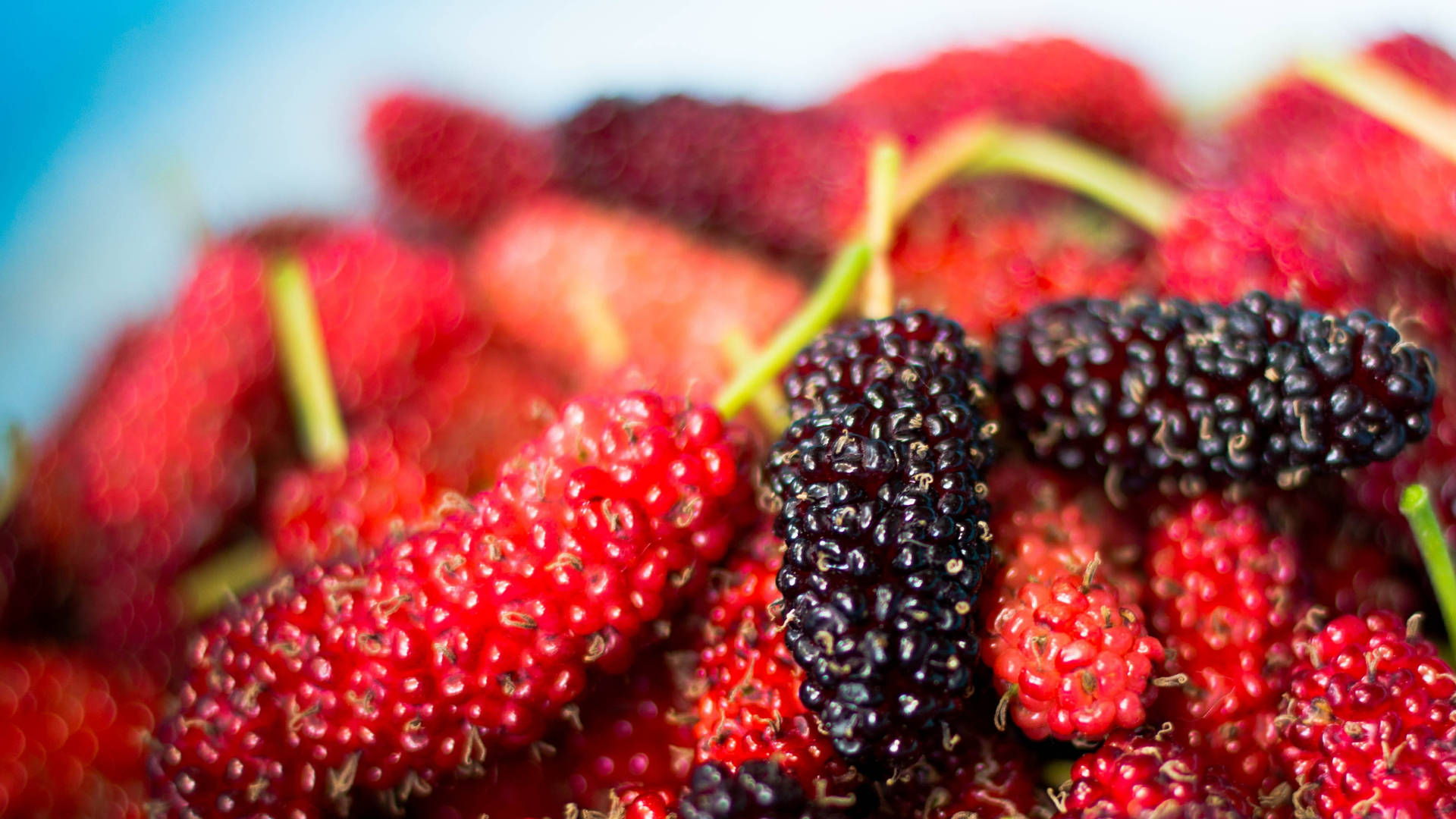 mulberry fruits, red mulberries, black mulberries, Full HD Desktop Wallpaper
