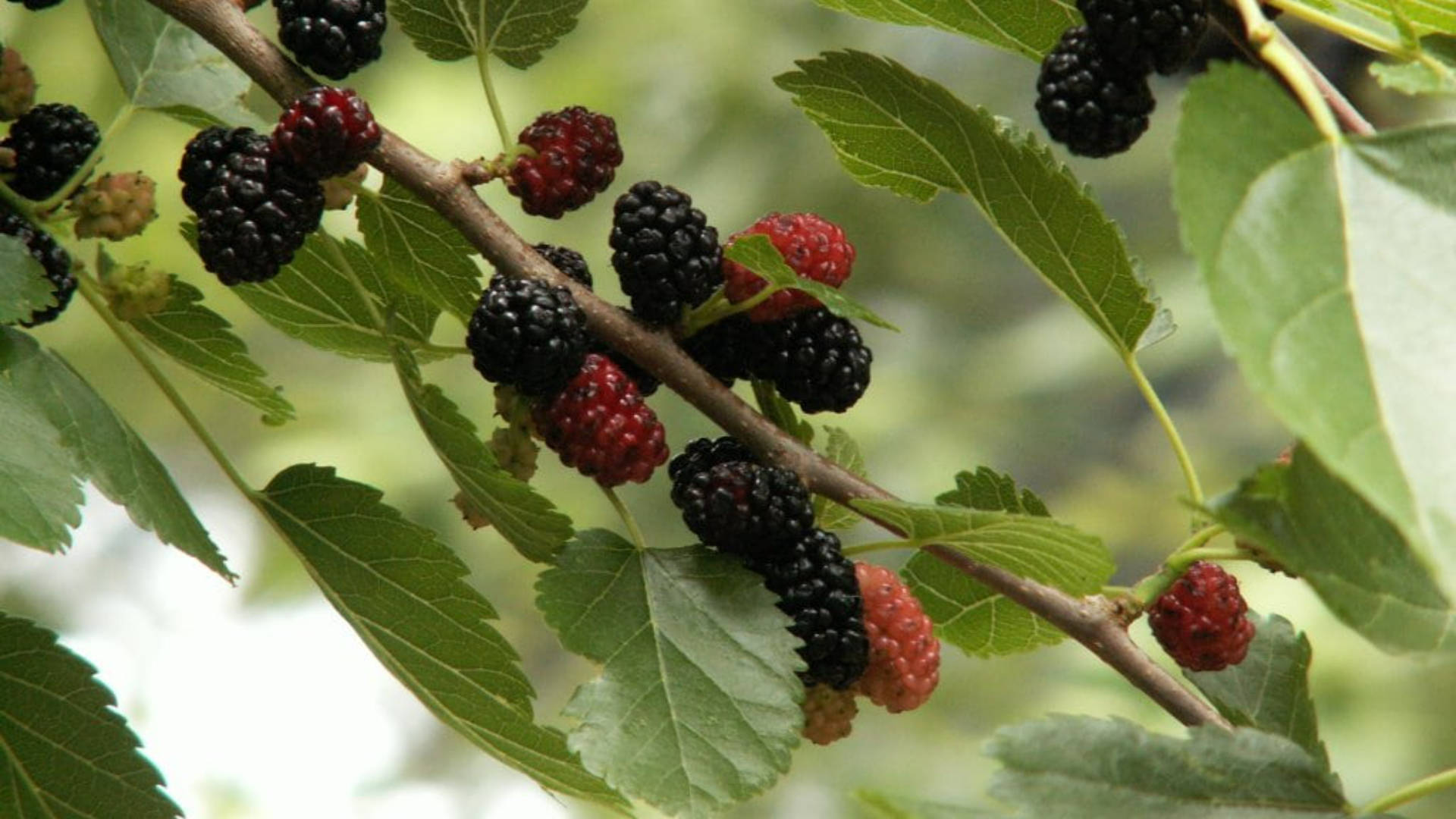 mulberry fruits, red, black, Full HD Desktop Wallpaper