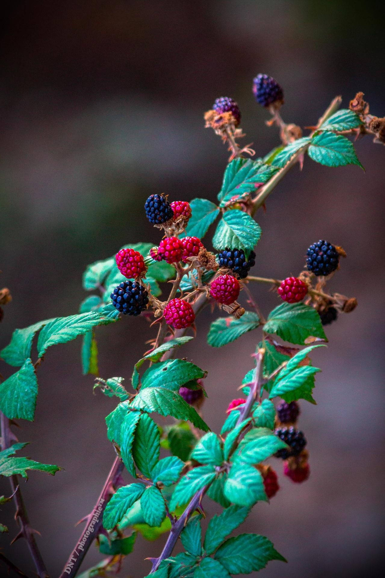 black and red mulberry plant, red, deep purple, Full HD Phone Wallpaper