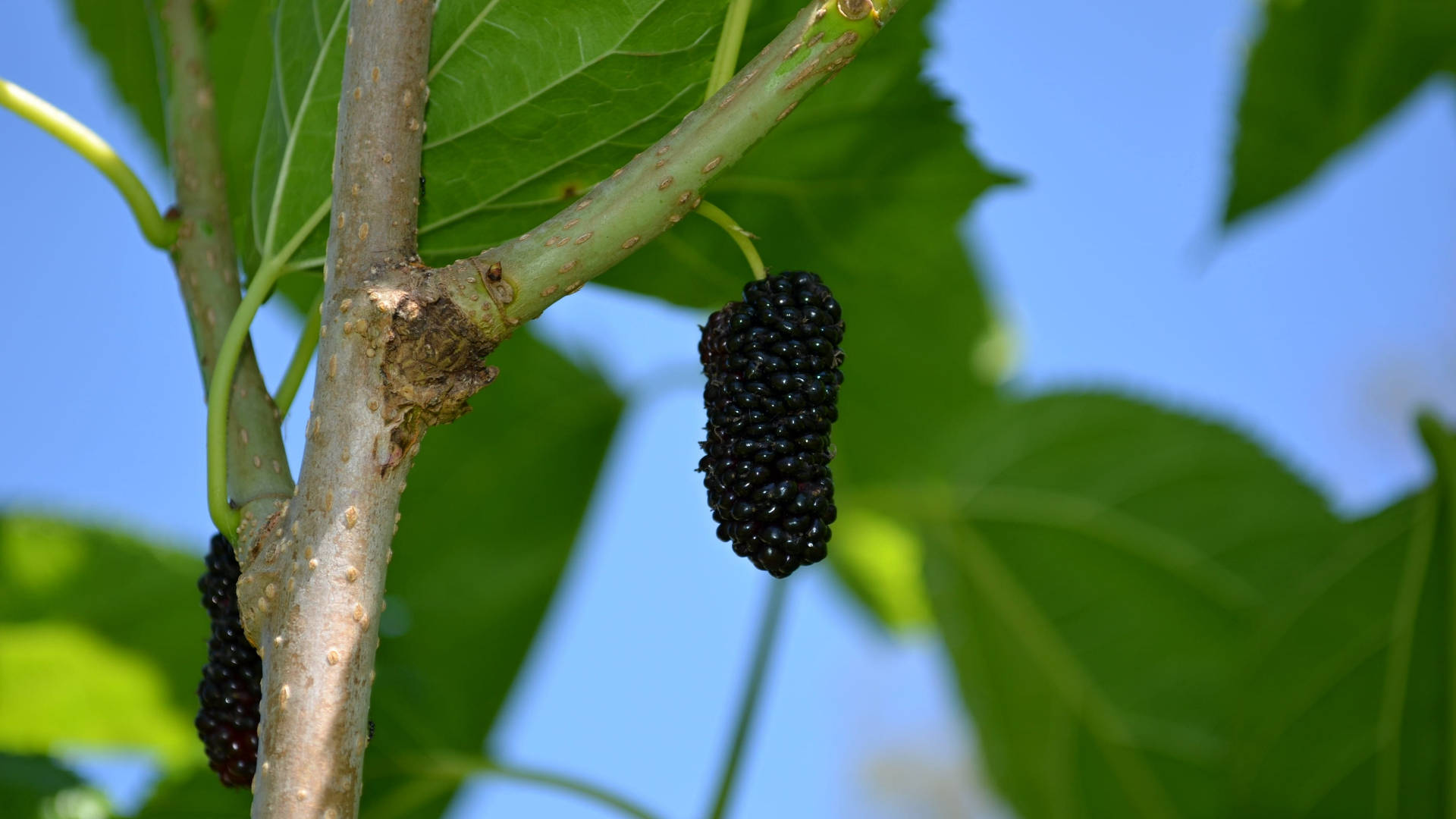 black mulberry fruit, tree branch, clear blue sky, Full HD Desktop Wallpaper