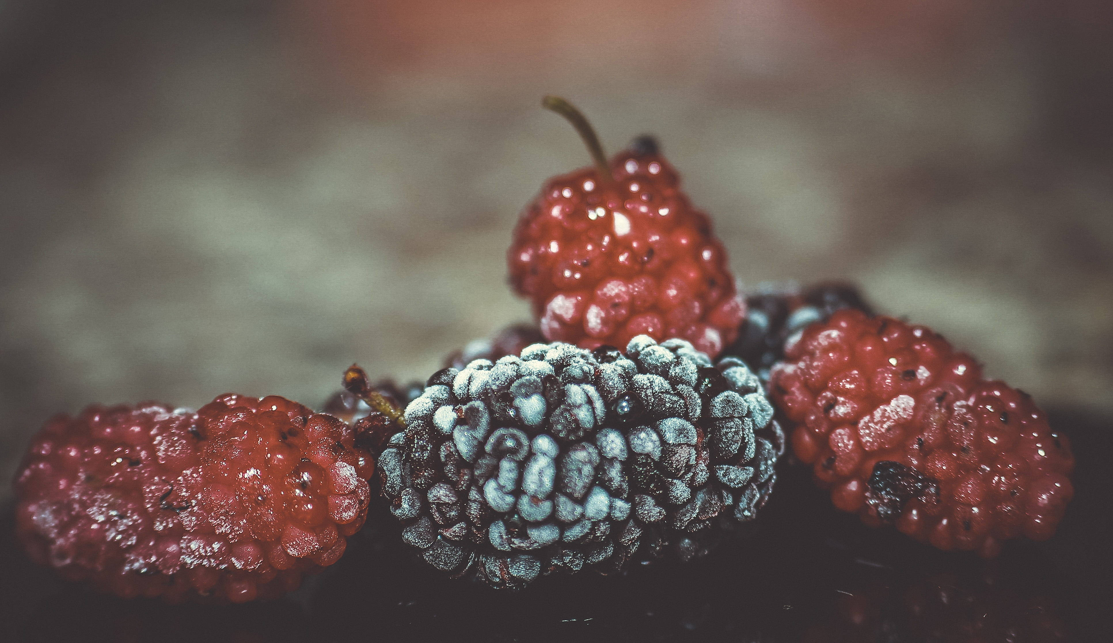 mulberry, red mulberry, purple mulberry, 4K Desktop Wallpaper