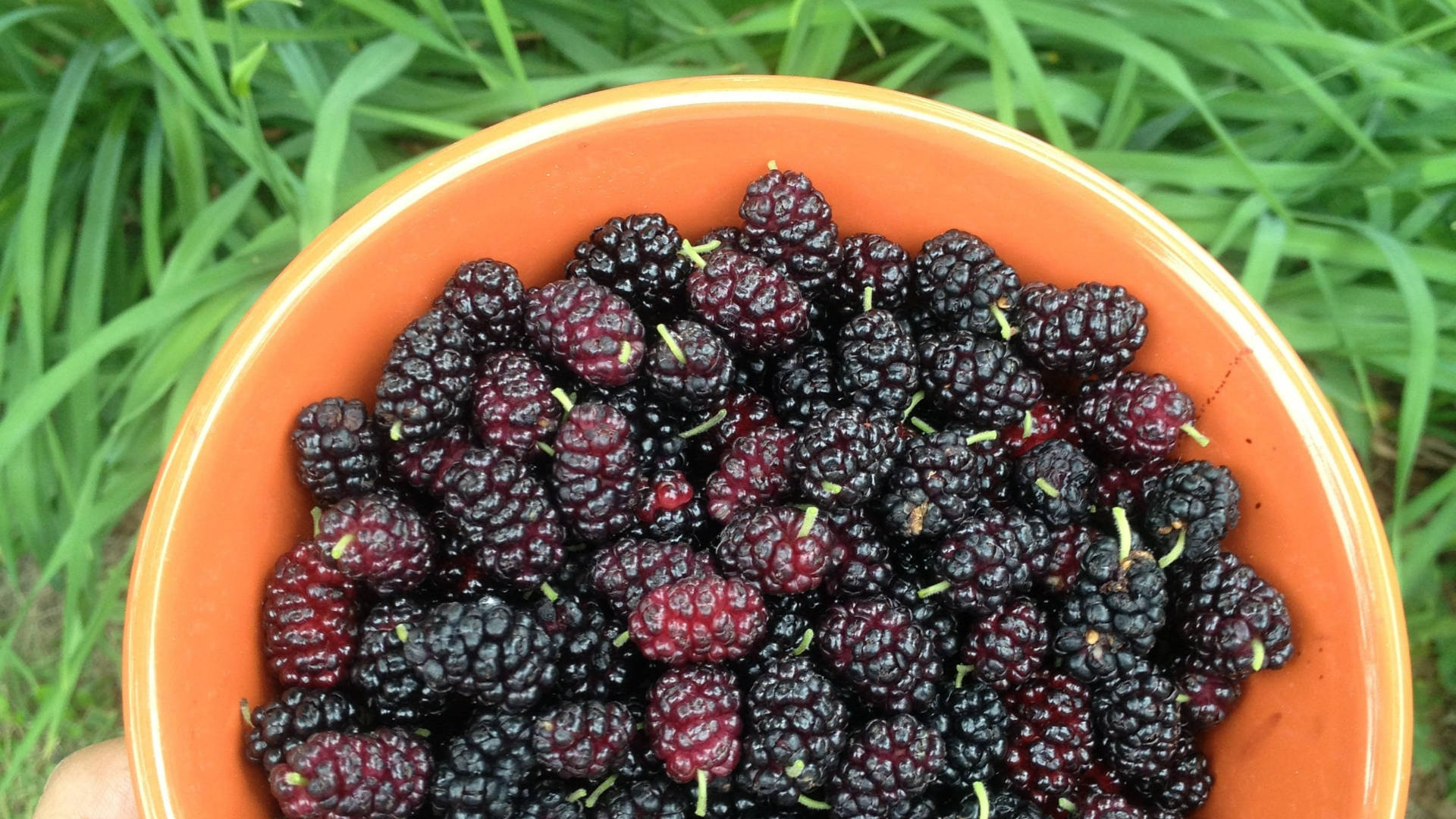 mulberry fruits, orange bowl, dark purple mulberries, Full HD Desktop Wallpaper