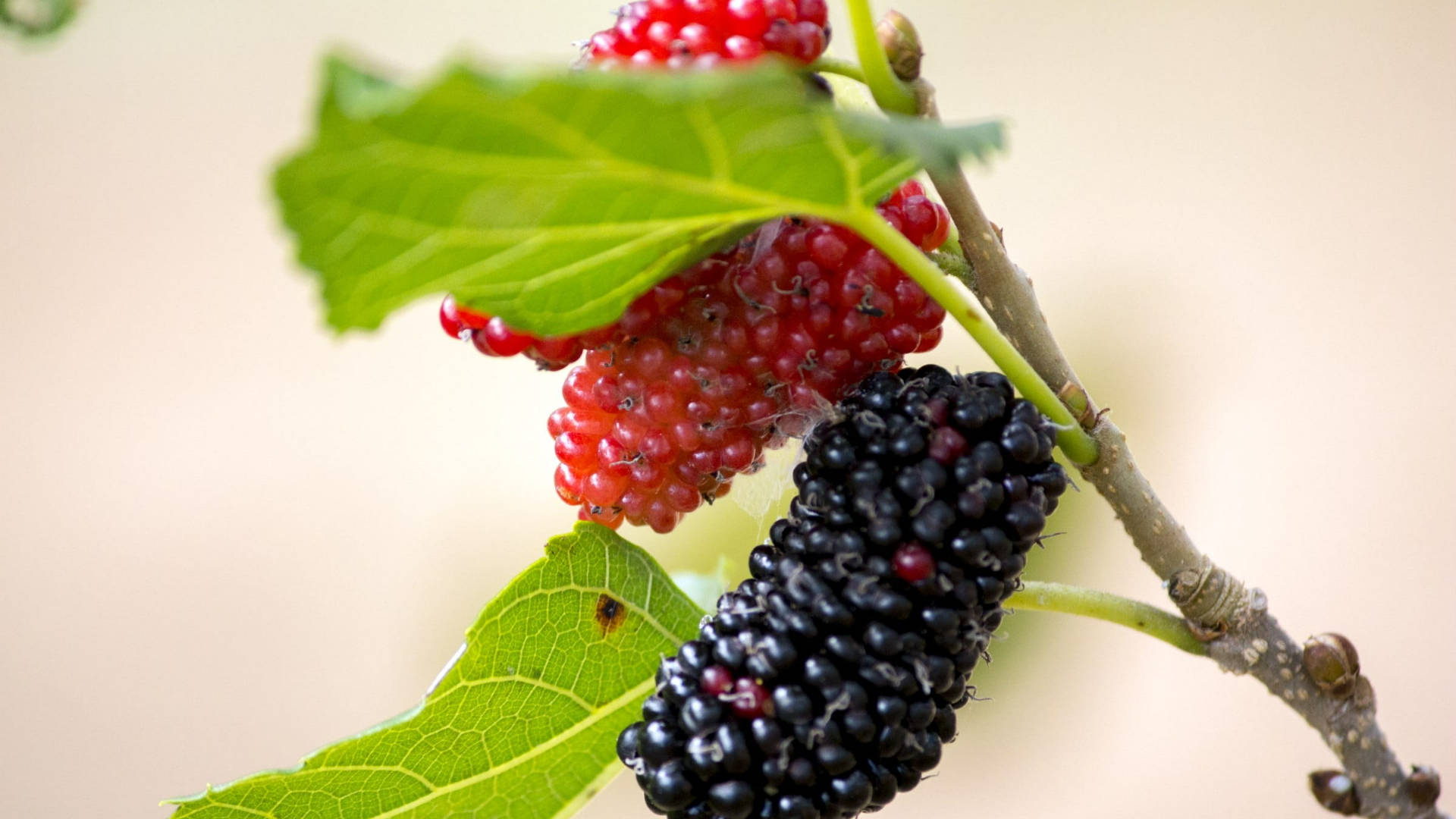mulberry, red mulberries, black mulberries, Full HD Desktop Wallpaper