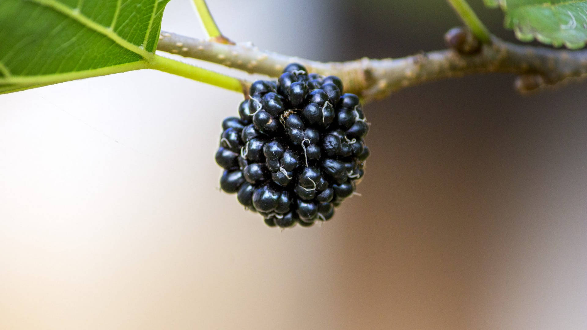 black mulberry fruit, ripe, branch, Full HD Desktop Wallpaper