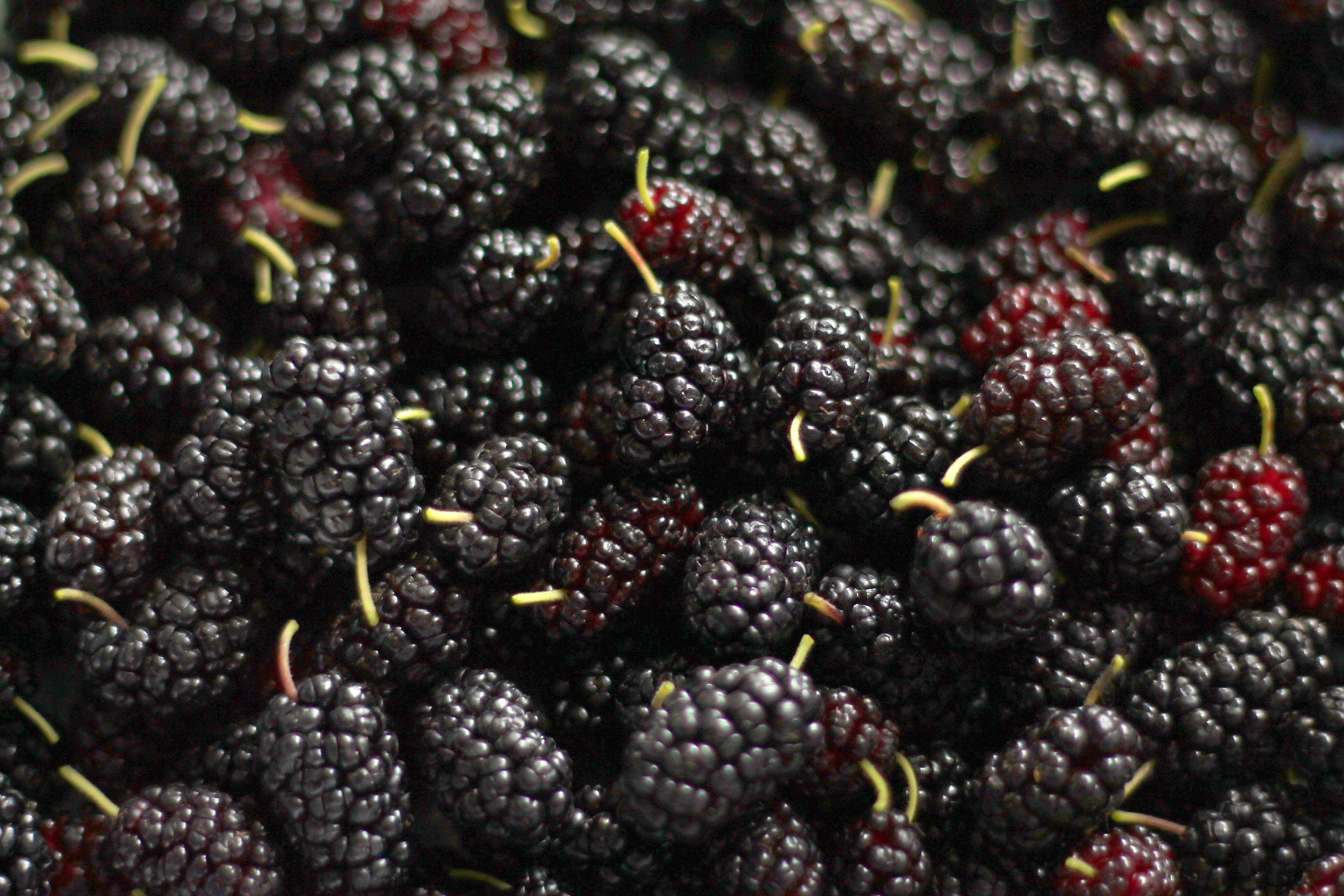 mulberry fruits, black, red, 2K Desktop Wallpaper