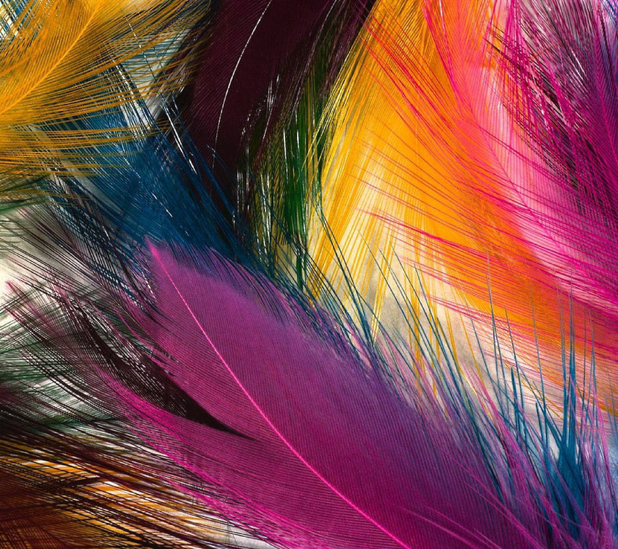 multicolor, huge feathers, magenta, Full HD Desktop Wallpaper
