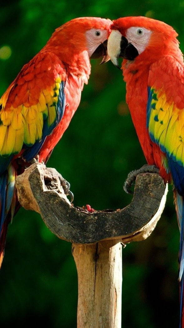red macaws, yellow and blue wings, gnarled branch, SD Phone Wallpaper