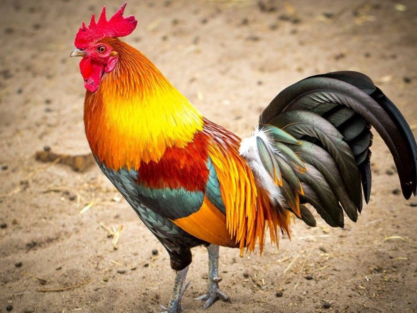 multicolor feather rooster, fiery red comb, golden-orange feathers, HD Desktop Wallpaper