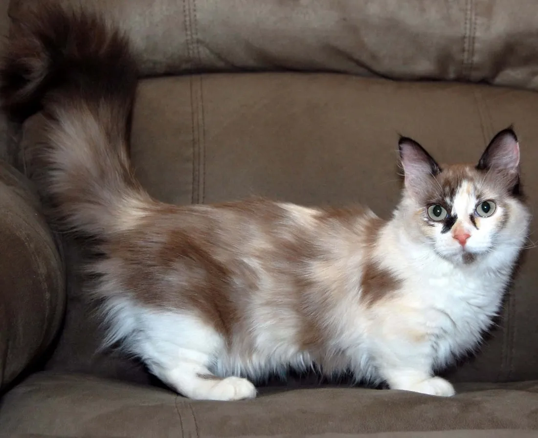 Munchkin Cat