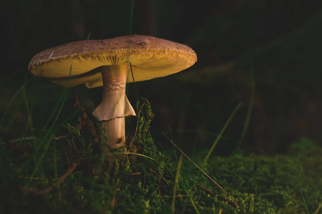 Mushroom Aesthetic