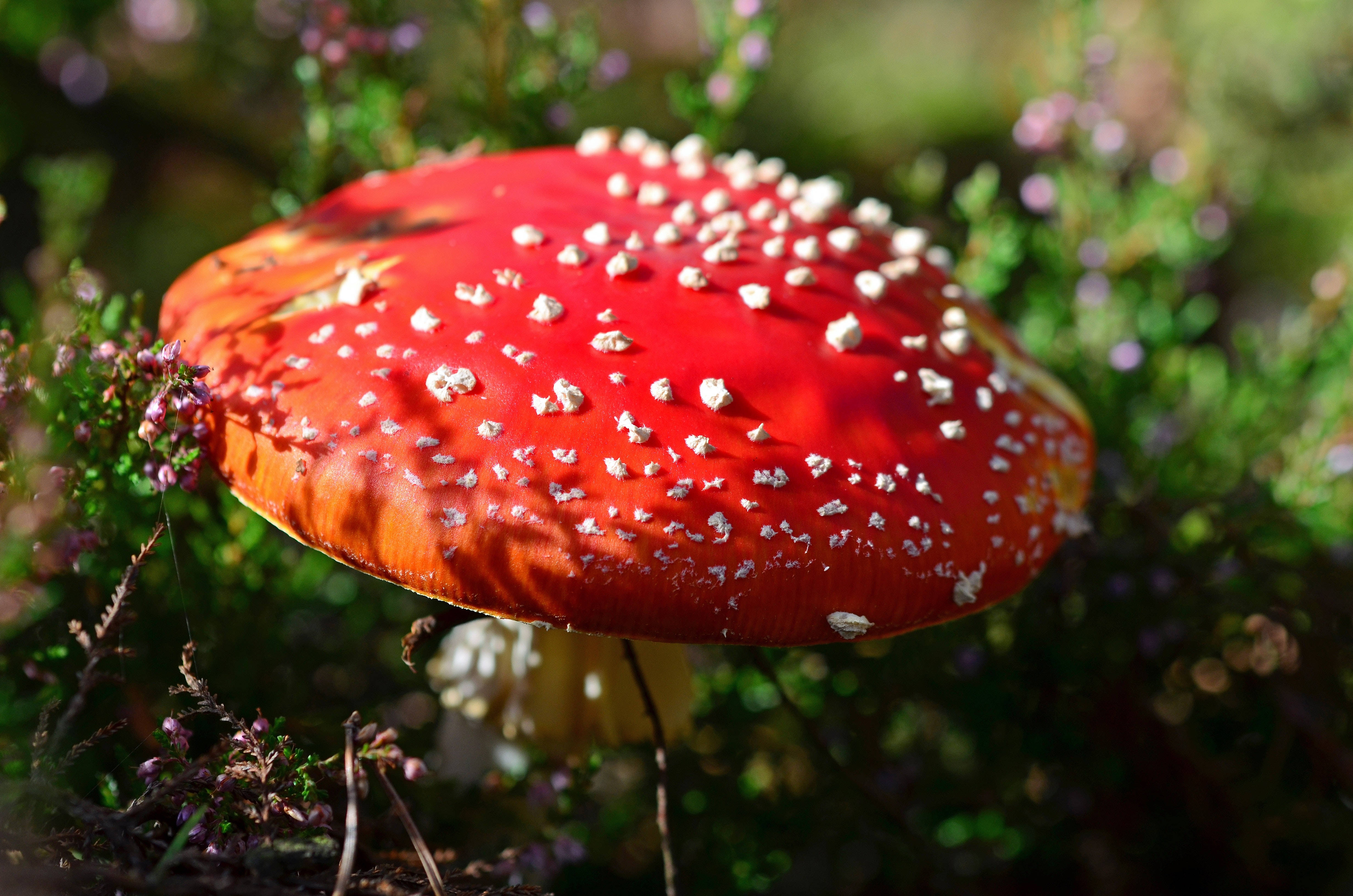 red fly agaric mushroom, white spots, green and purple forest floor, 4K Desktop Wallpaper