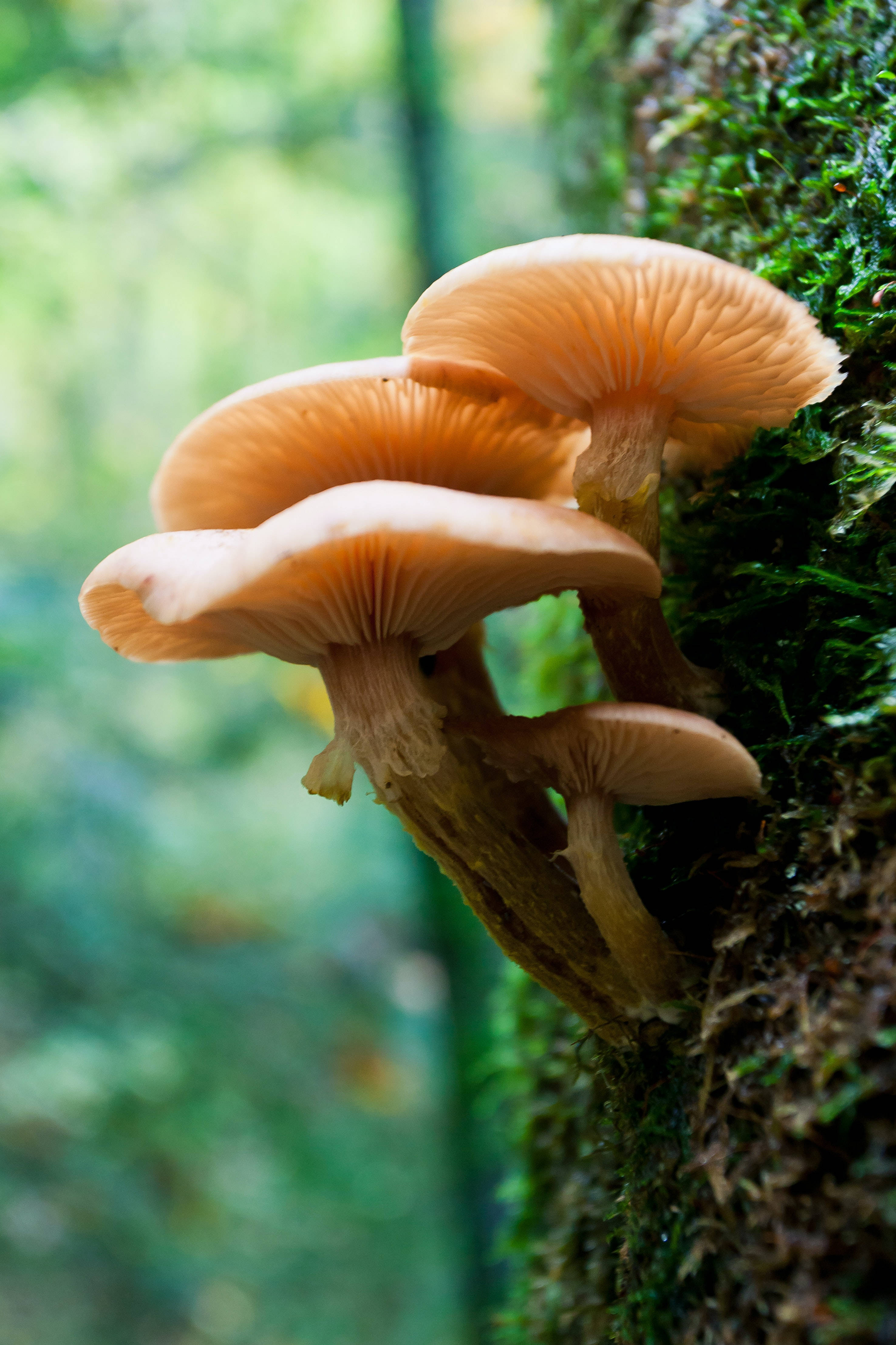 mushroom aesthetic, soft peach mushrooms, mossy tree trunk, 4K Phone Wallpaper