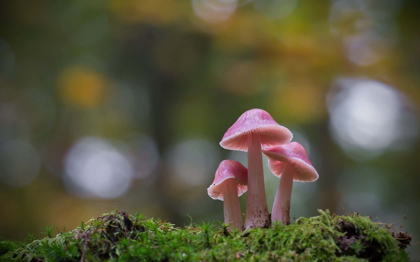 pink psilocybe fungus, three delicate pink mushrooms, vibrant green moss, HD Desktop Wallpaper