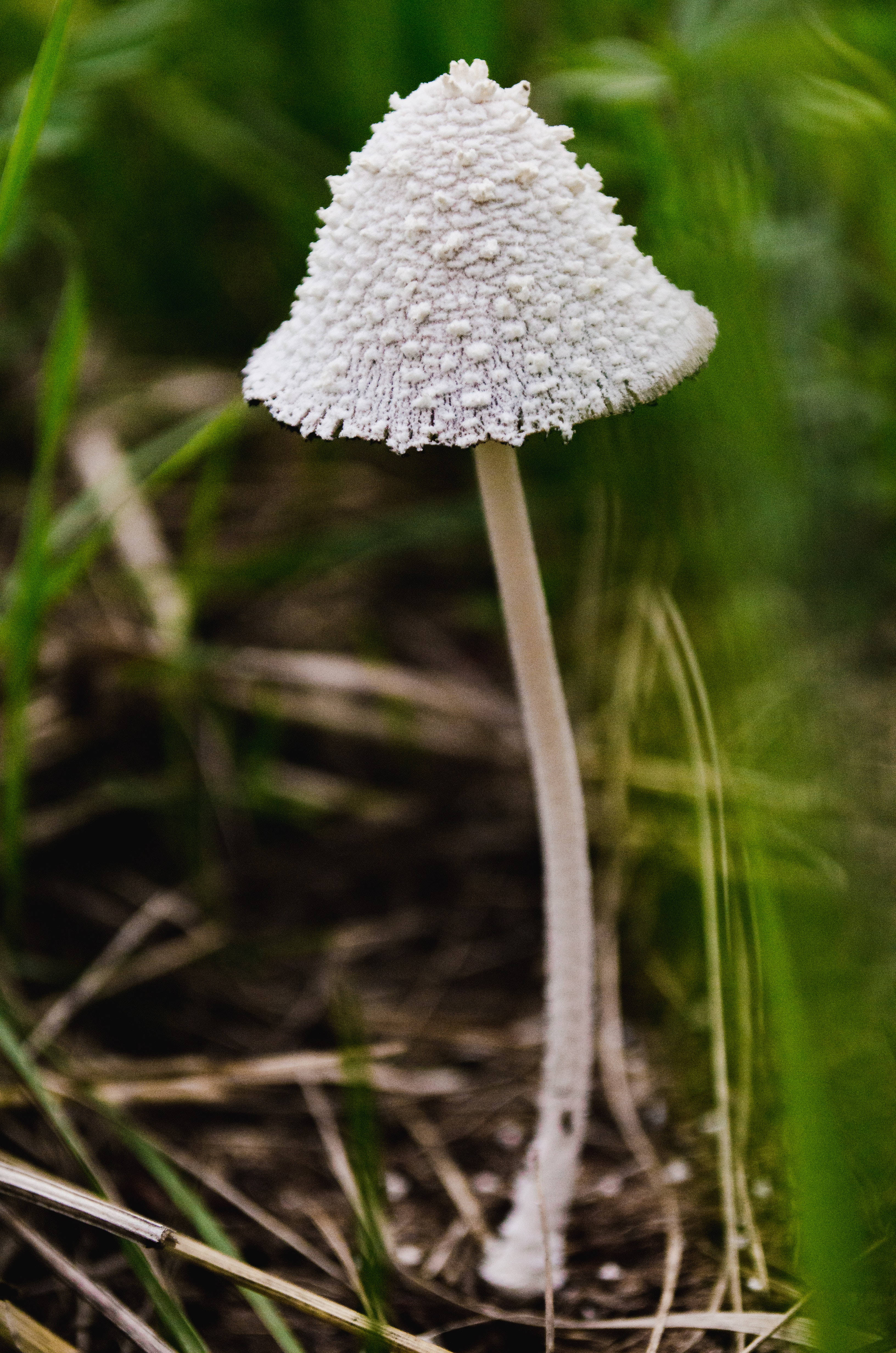 Snowy Inkcap Mushroom, white textured mushroom, bell-shaped cap, 4K Phone Wallpaper