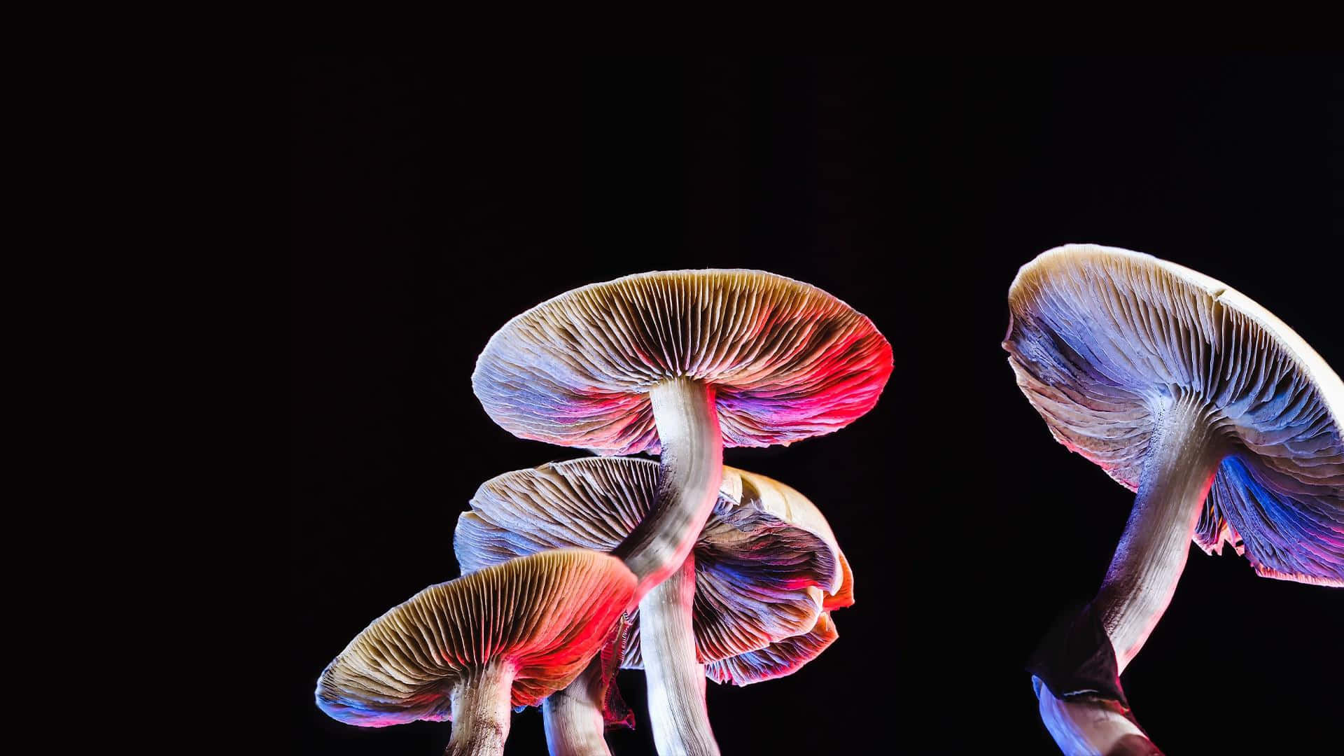 magic mushroom fungus, pink and blue hues, stark black background, Full HD Desktop Wallpaper