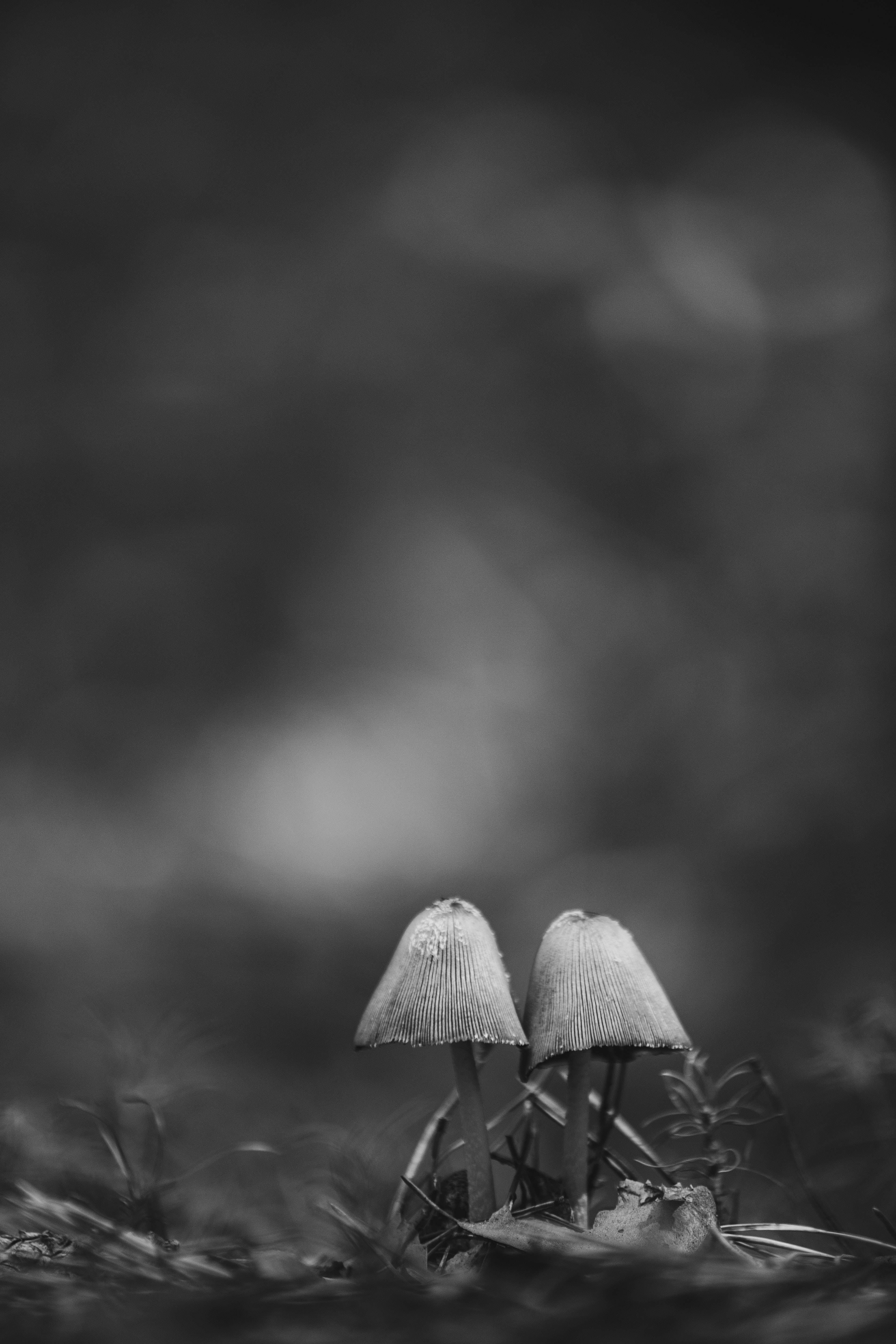 grayscale mushroom aesthetic, mushrooms, textured caps, 5K Phone Wallpaper
