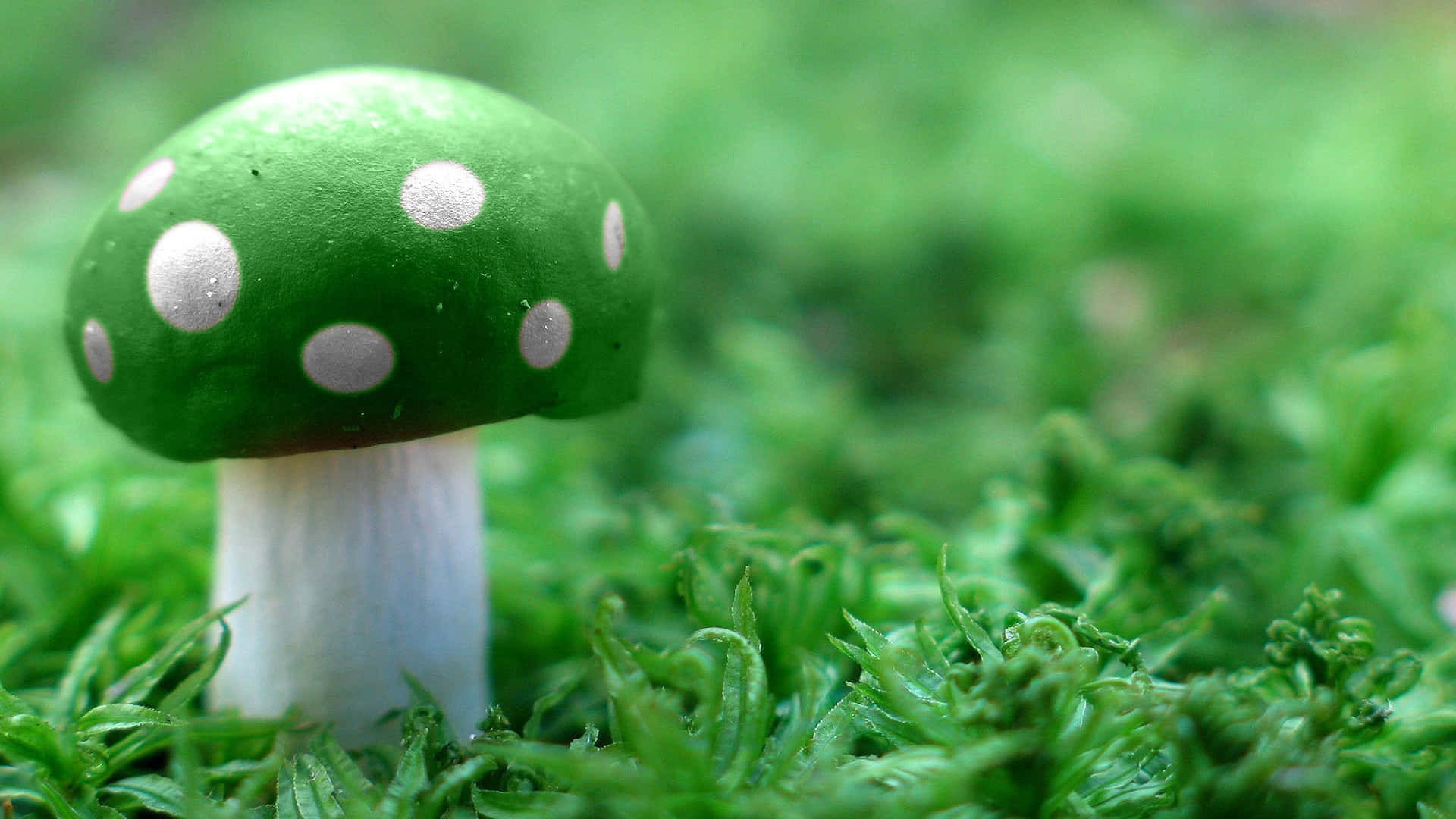 handcrafted felted fungus, green cap, white spots, Full HD Desktop Wallpaper