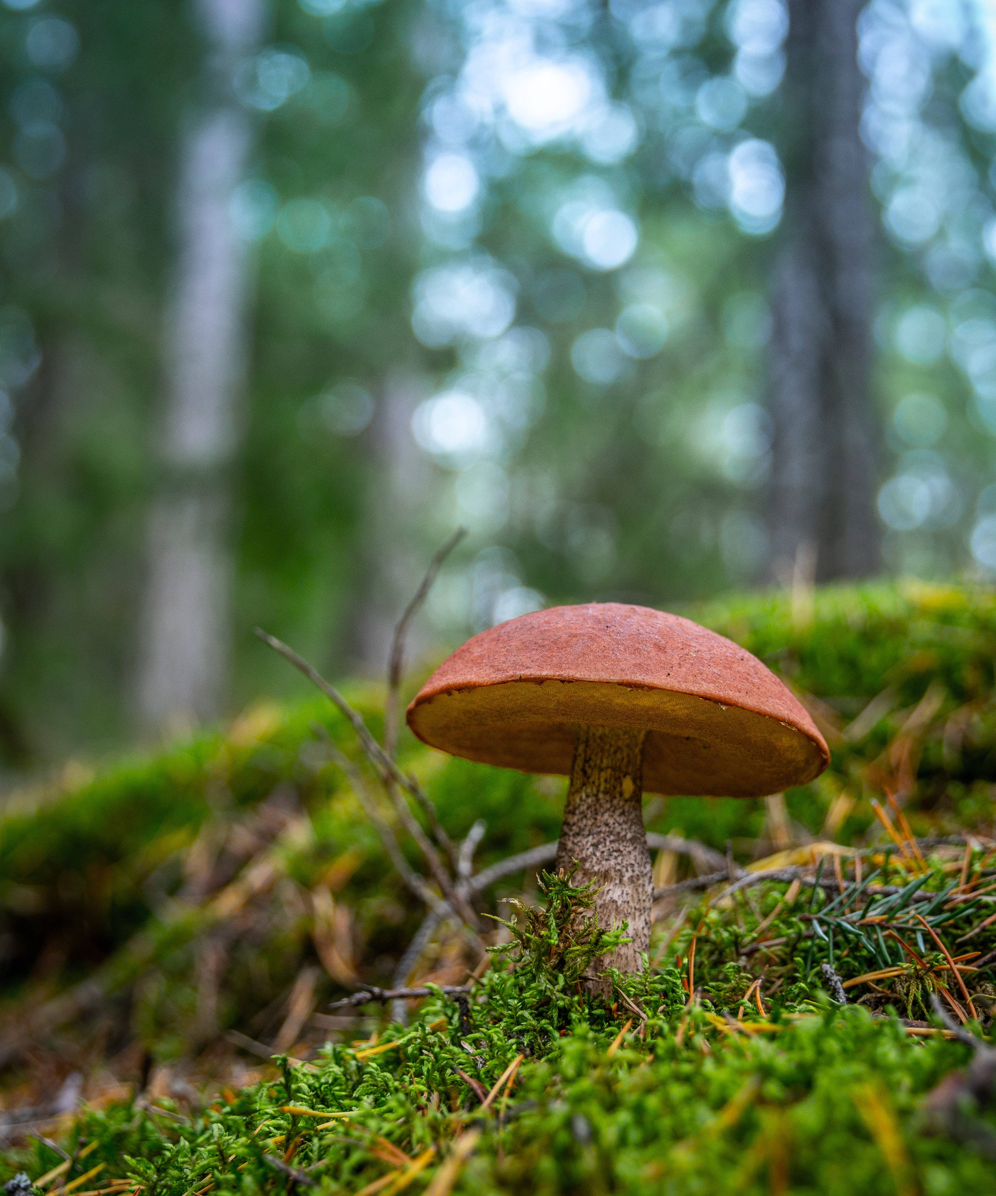 brown mushroom aesthetic, reddish-brown mushroom, vibrant green moss, 2K Phone Wallpaper