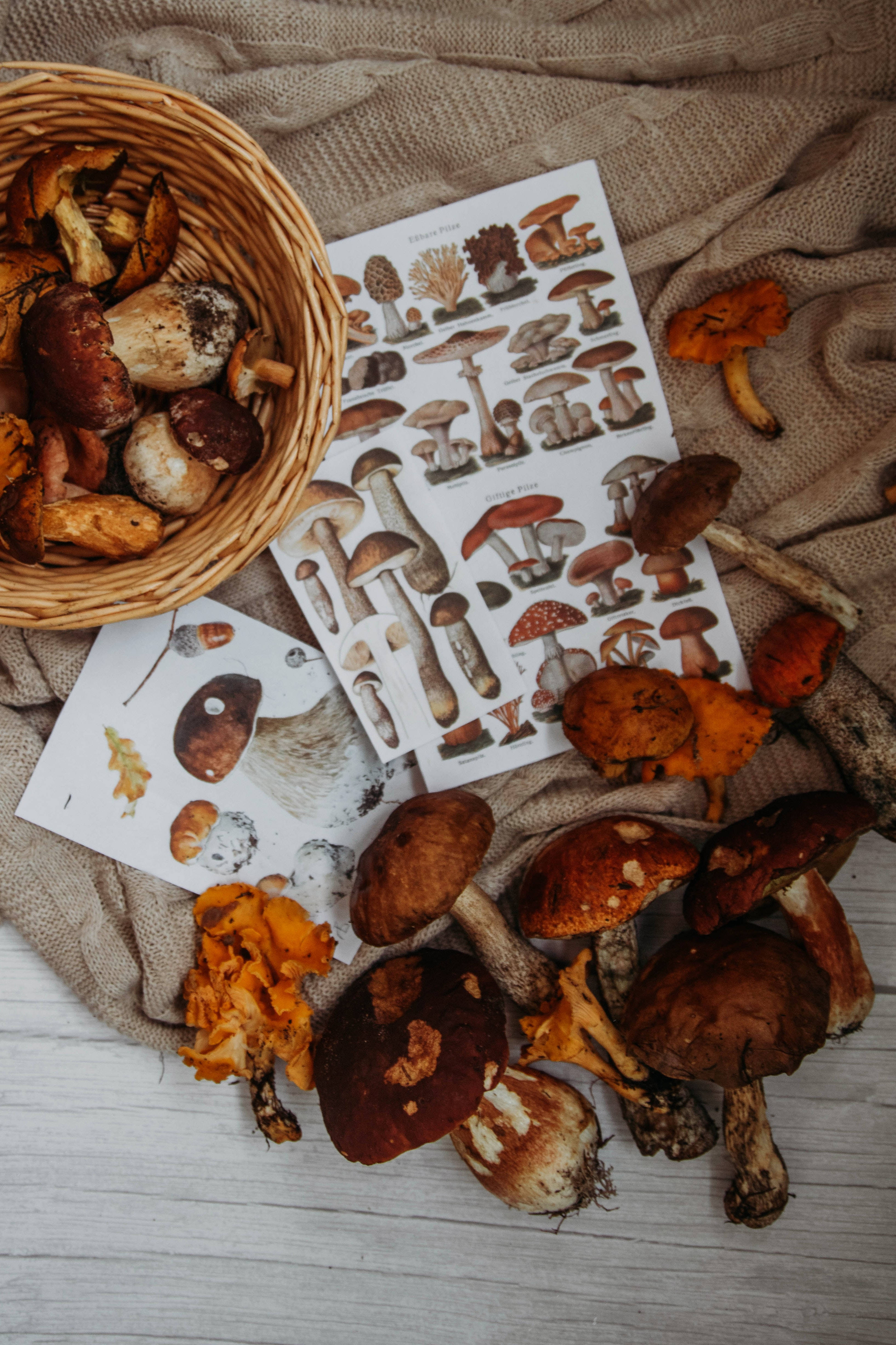 autumn mushroom aesthetic, vintage botanical prints, wild fungi, 4K Phone Wallpaper