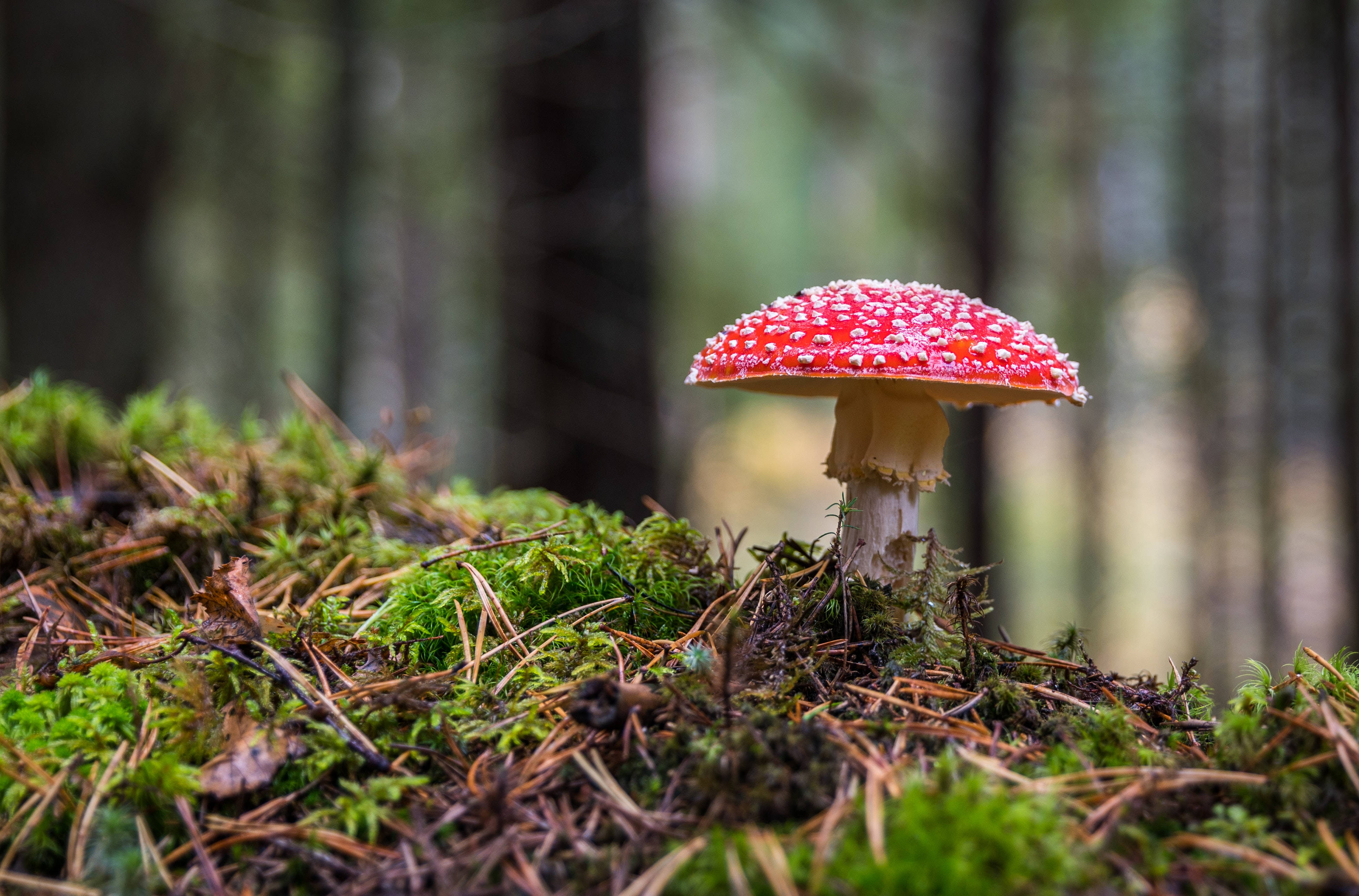 red fly agaric mushroom, white spots, lush green moss, 4K Desktop Wallpaper