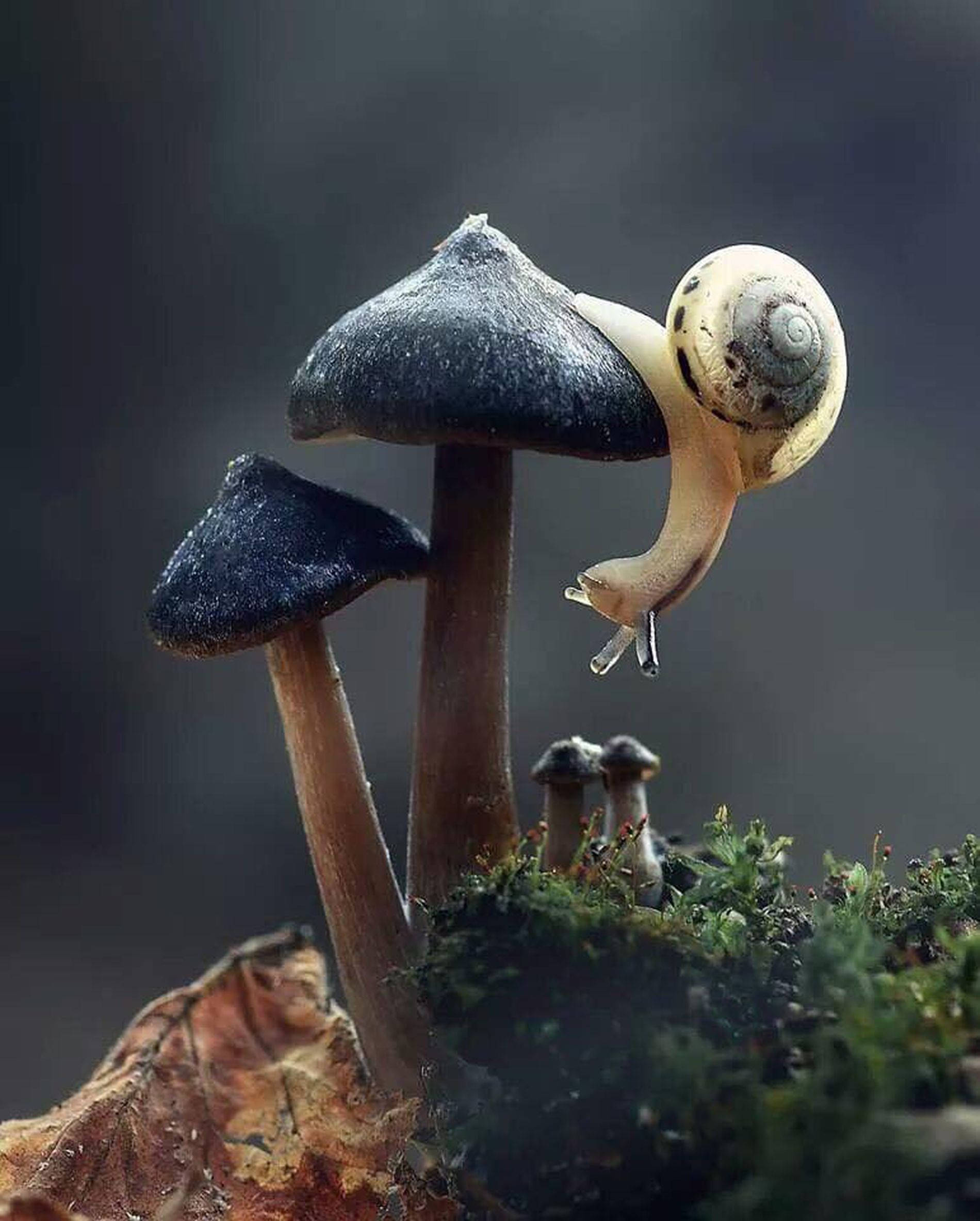 snail, spotted shell, dark mushroom, Full HD Phone Wallpaper