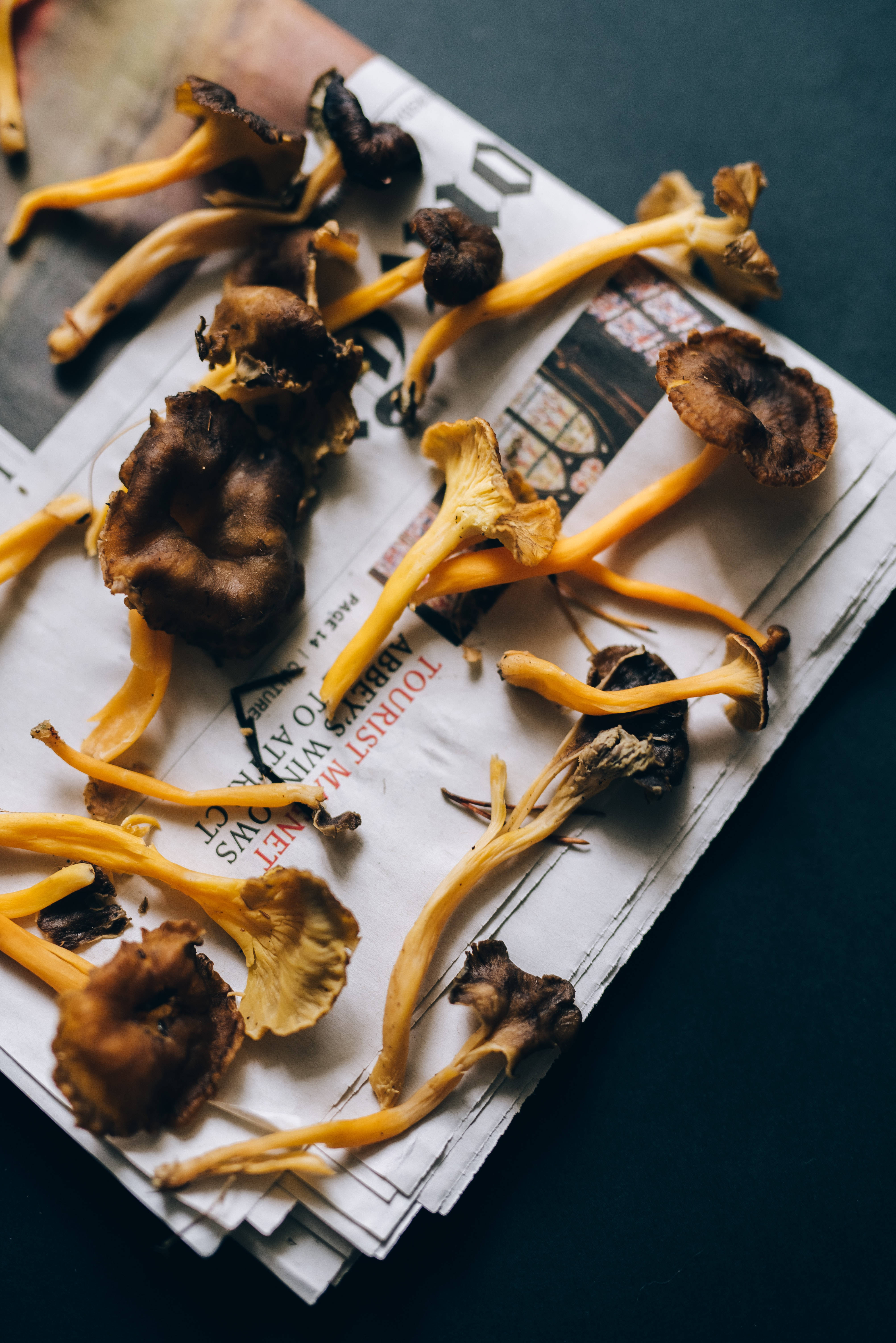 dried chanterelle mushrooms, golden stems, brown caps, 5K Phone Wallpaper
