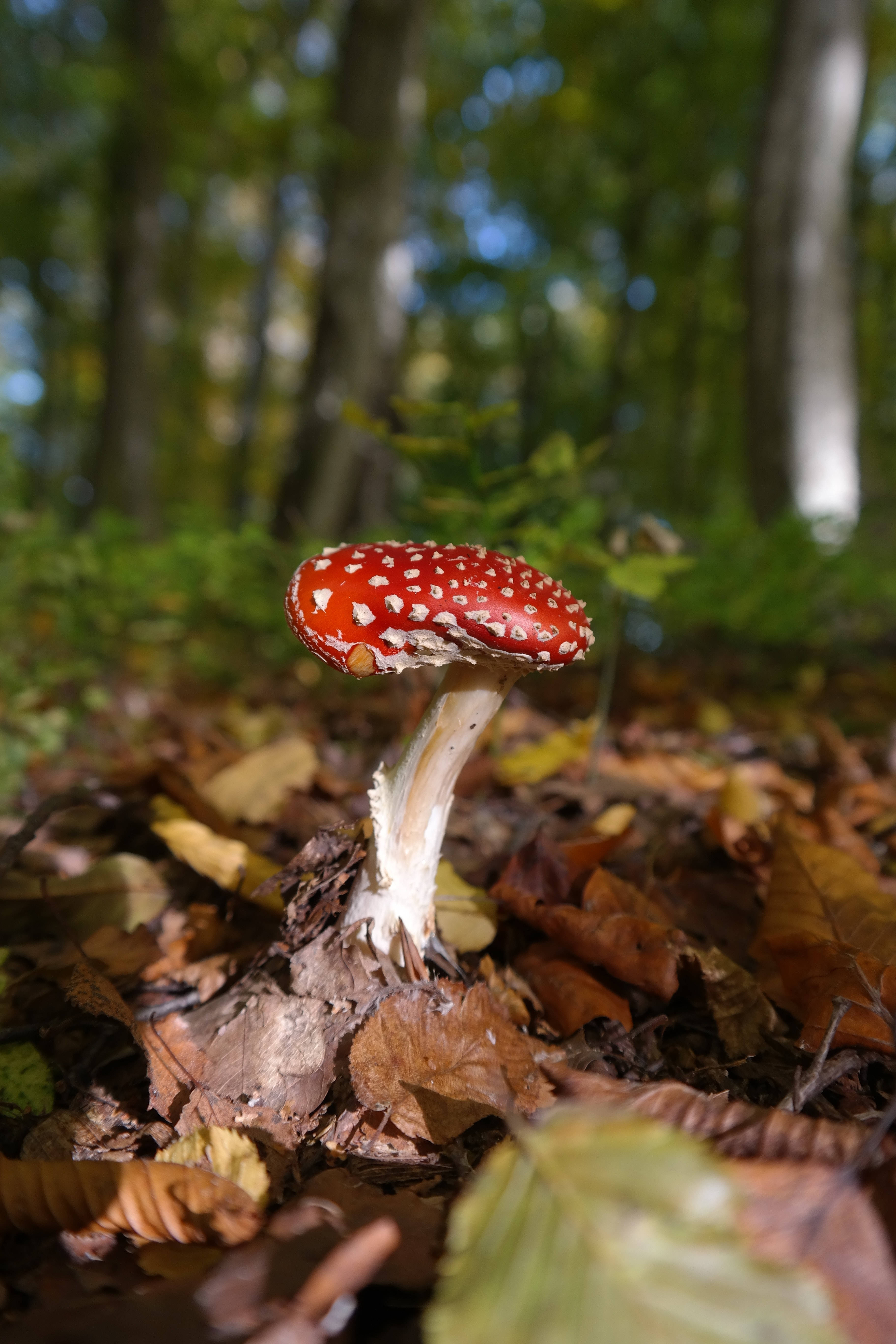 red fly agaric mushroom, white spots, autumn leaves, 5K Phone Wallpaper