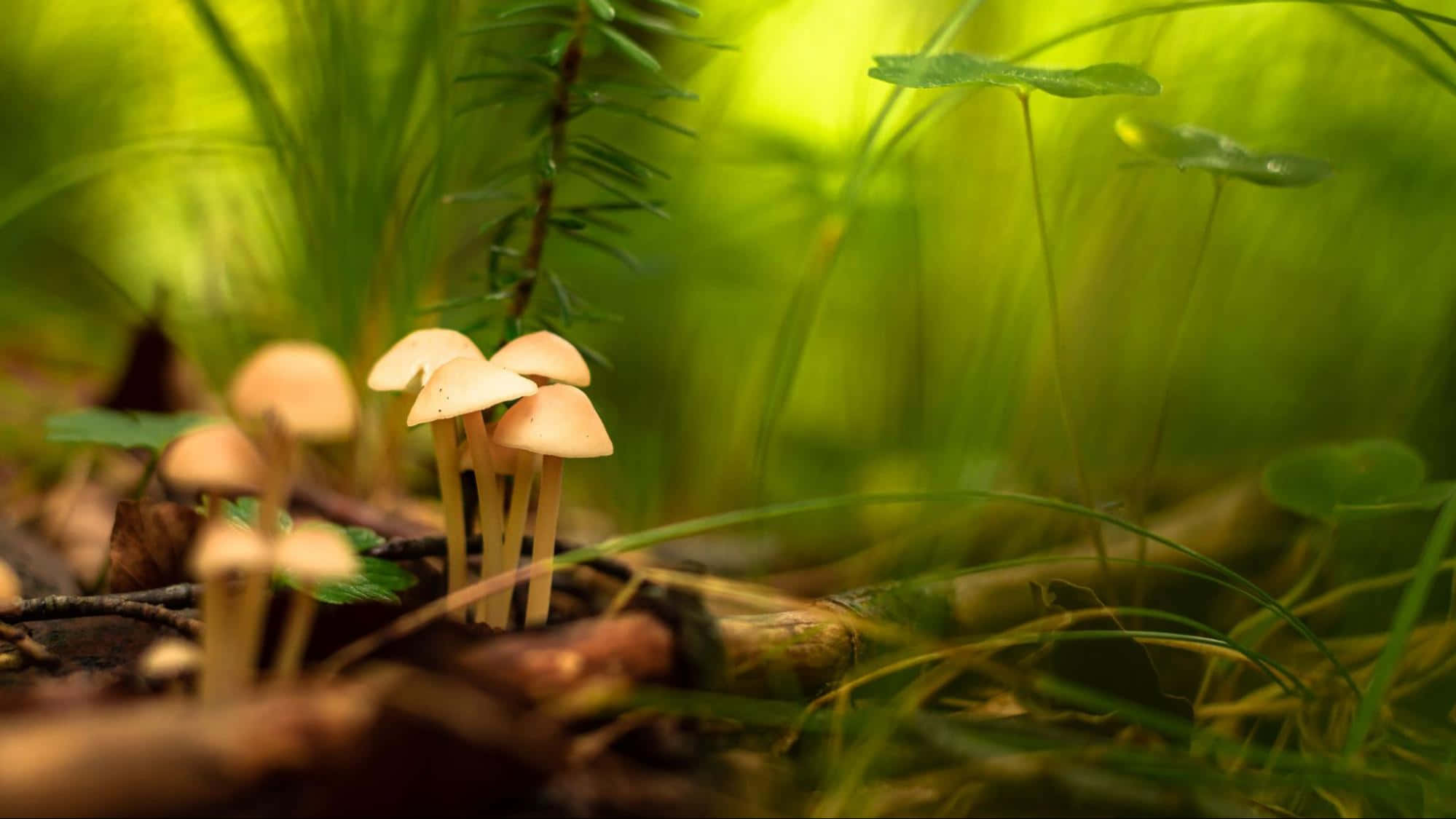 mushroom, forest floor, vibrant green grass, Full HD Desktop Wallpaper