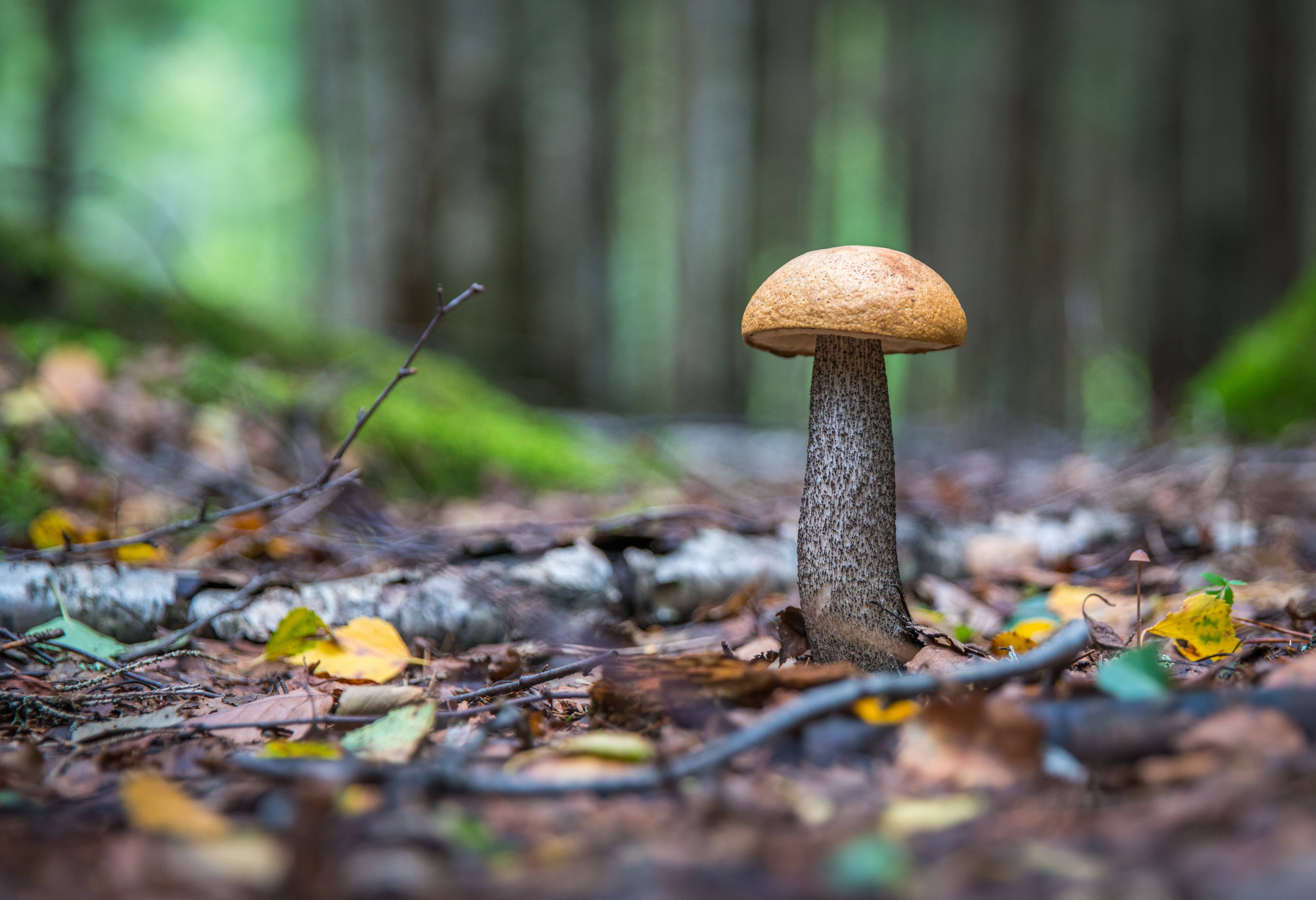 wild mushroom aesthetic, brown-capped mushroom, fallen leaves, 5K Desktop Wallpaper