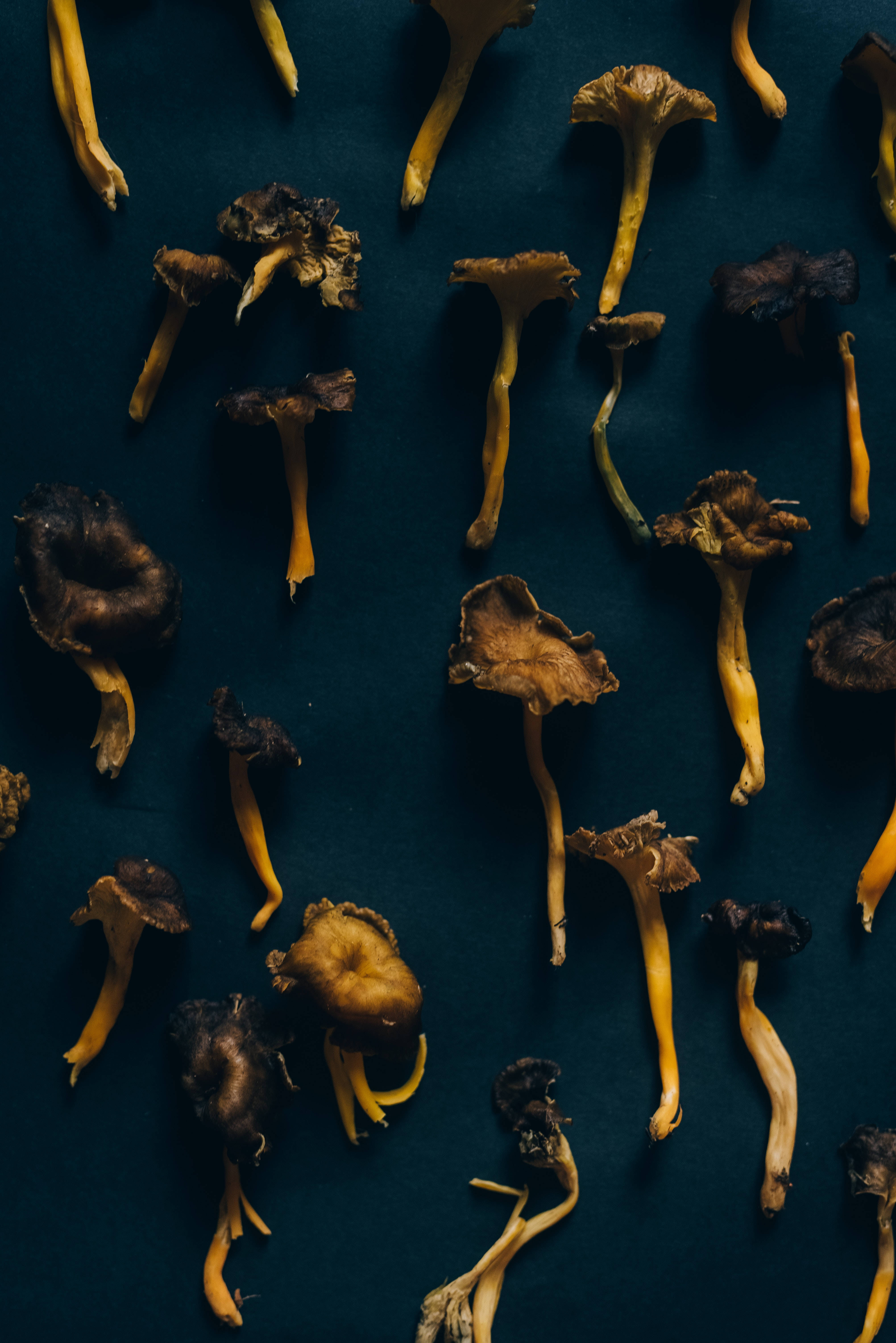 dried mushroom, yellow stems, brown caps, 5K Phone Wallpaper