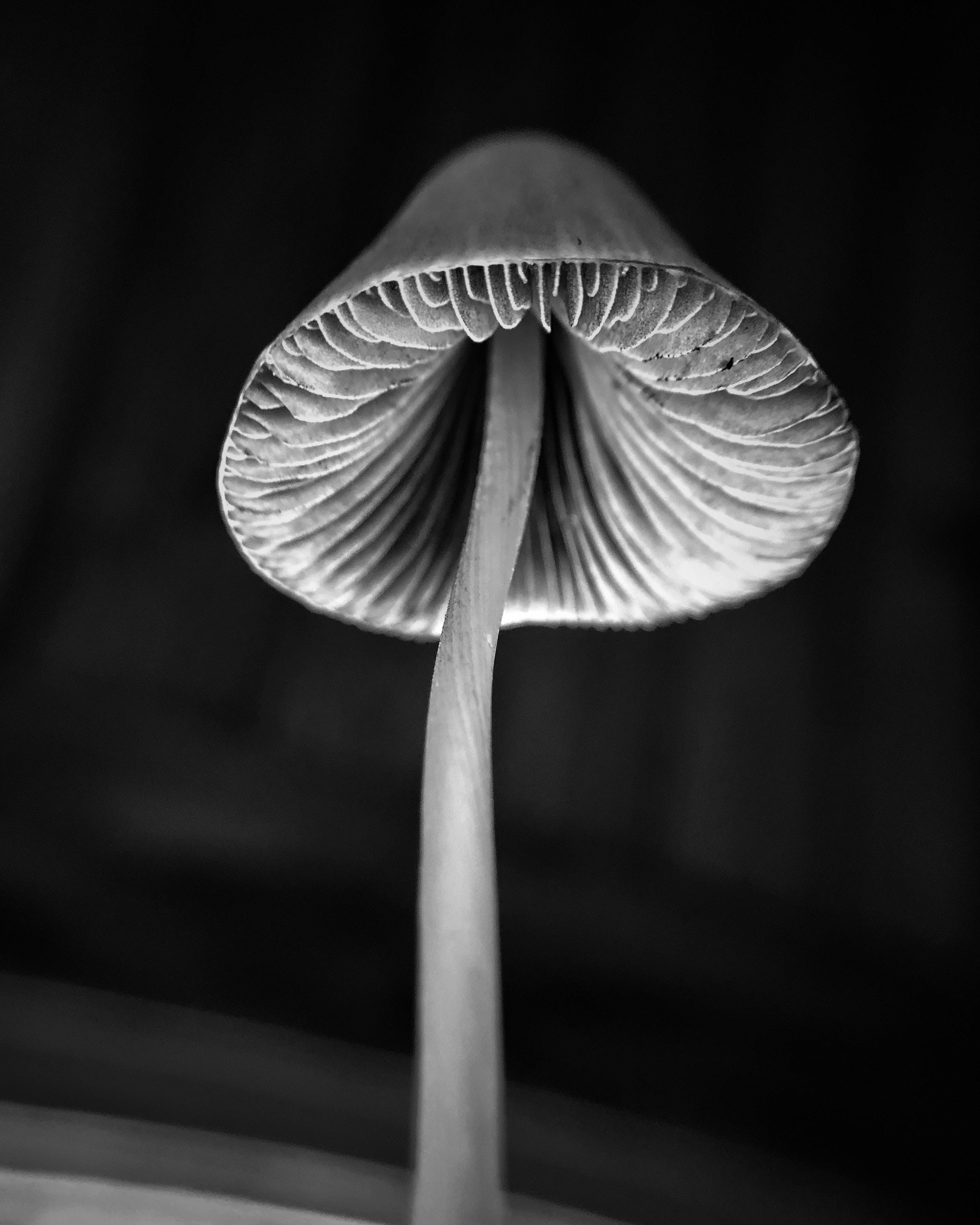 grayscale mushroom aesthetic, mushroom's gills, monochrome, 2K Phone Wallpaper