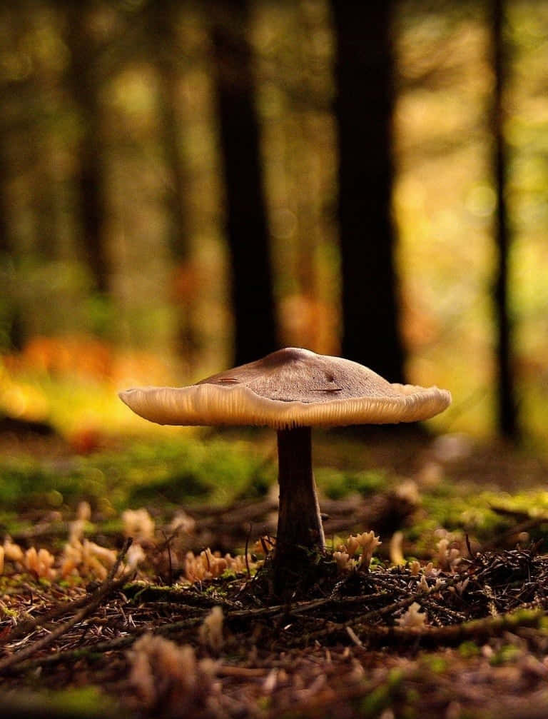 cinematic mushroom phone, beige cap, gills, SD Phone Wallpaper