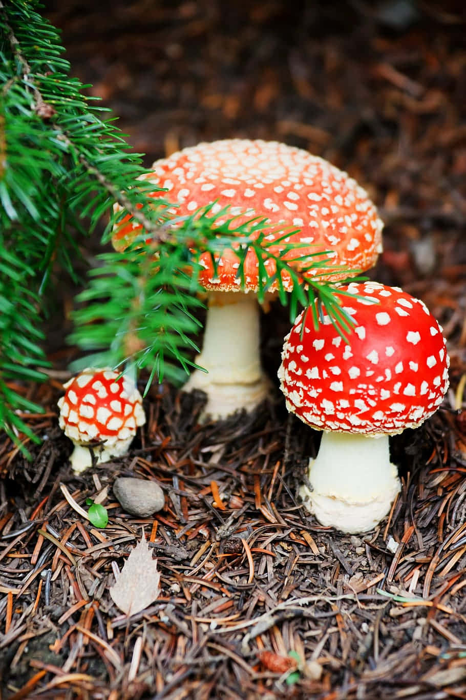 fly agaric fungus, dried pine tree leaves, red and white spotted mushrooms, HD Phone Wallpaper