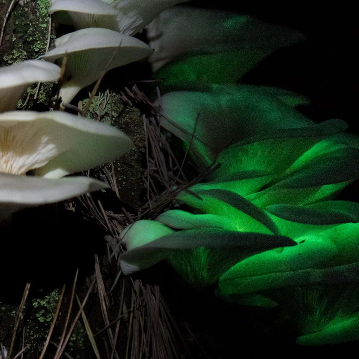 Panellus fungus, green glow, dark forest floor, SD Desktop Wallpaper