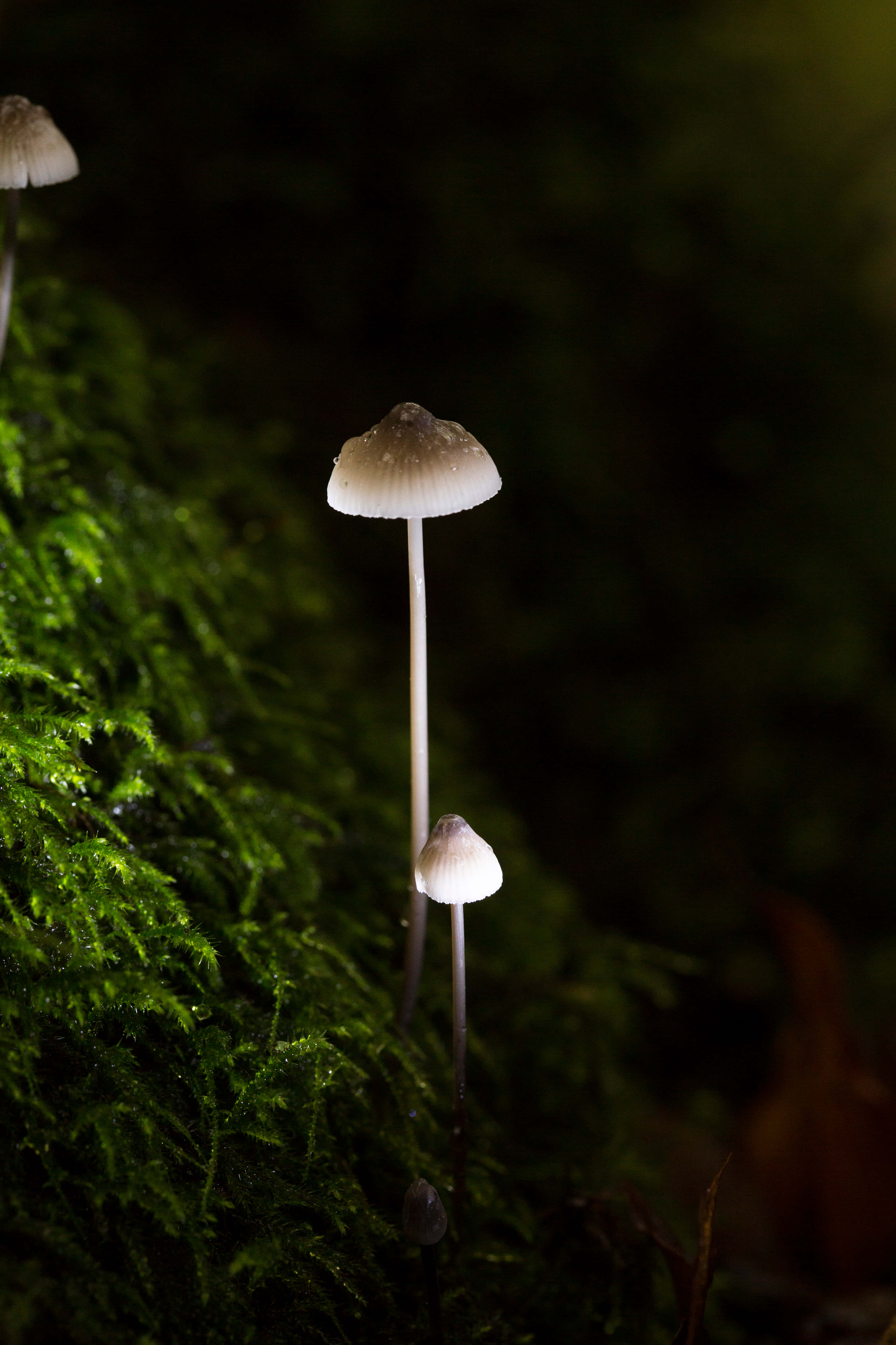 glowing psilocybe fungus, night, dim forest, 5K Phone Wallpaper