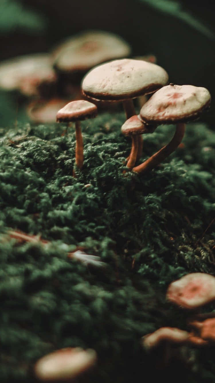 mushroom phone, speckled caps, lush green moss, HD Phone Wallpaper