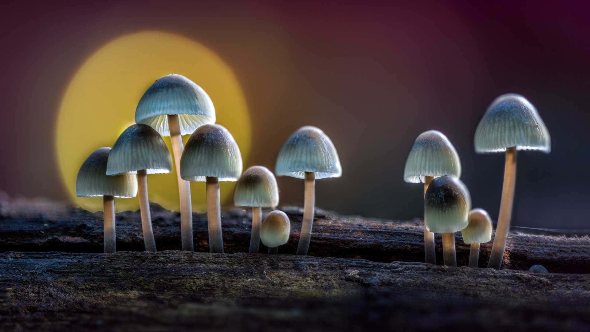 vintage cute magic mushroom, tree branch, warm sunset, Full HD Desktop Wallpaper