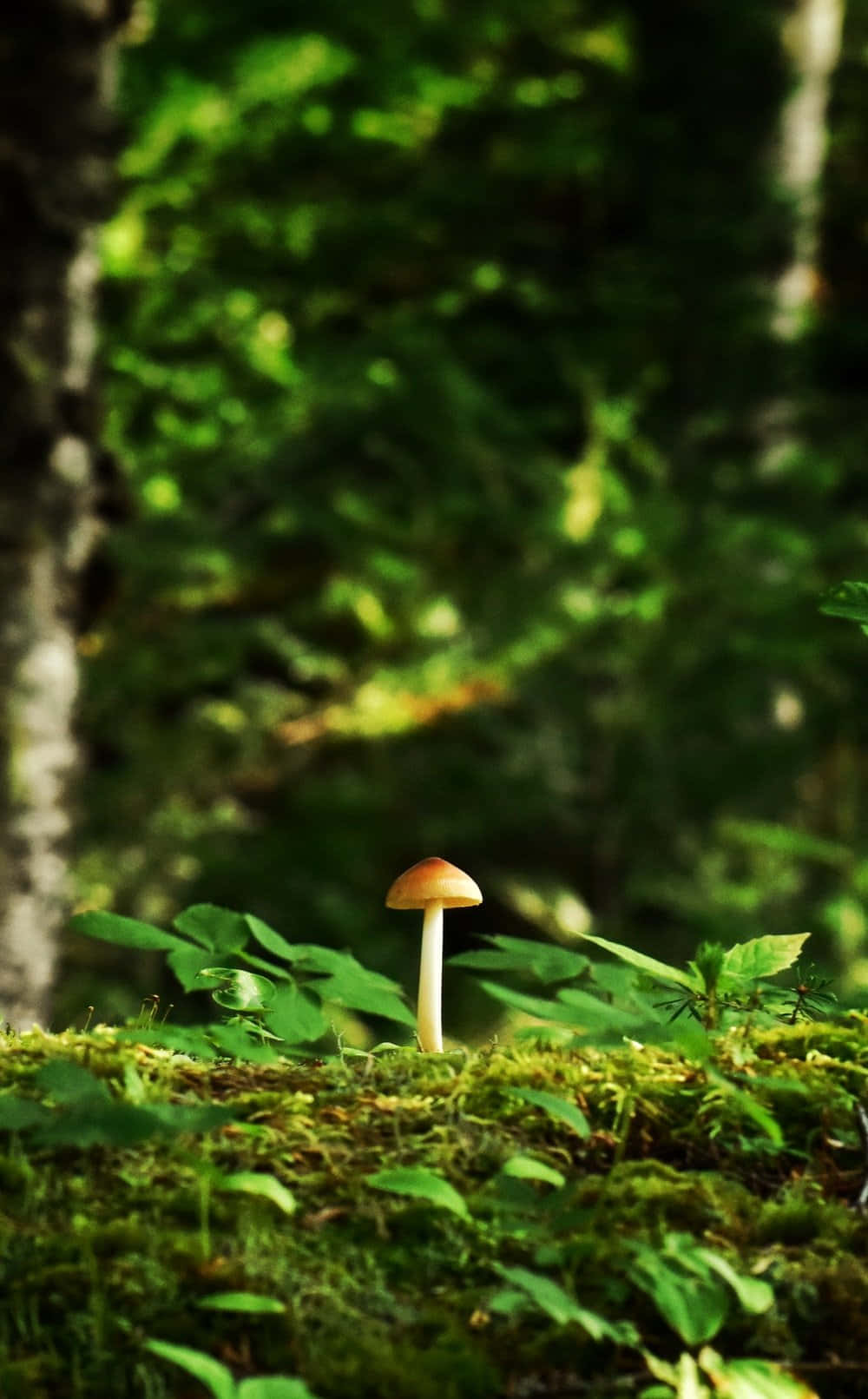 mushroom, orange-capped mushroom, vibrant green moss, HD Phone Wallpaper