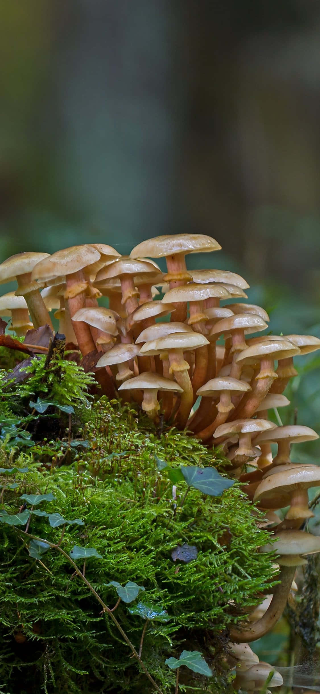mushroom, log, mossy log, Full HD Phone Wallpaper
